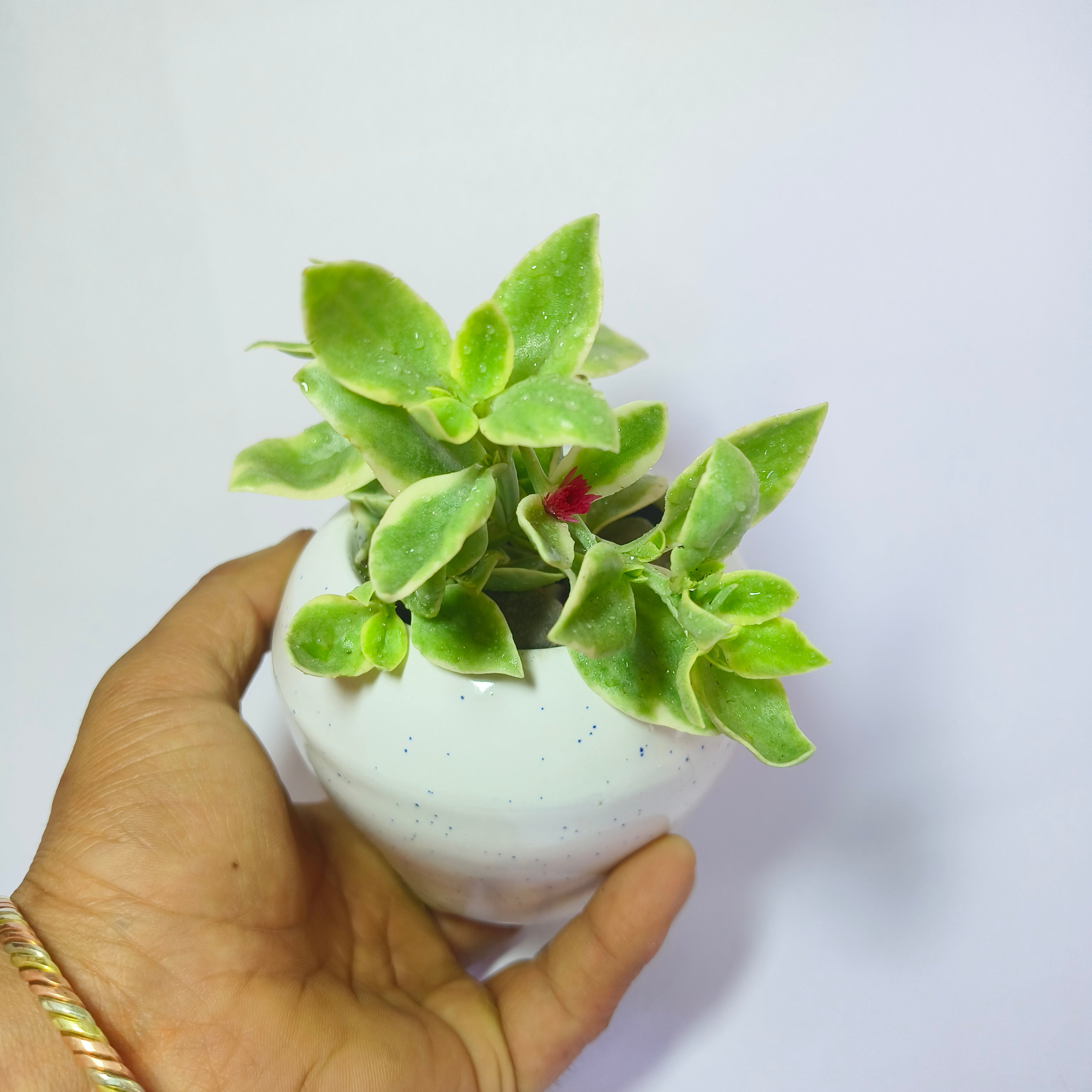 Variegated Baby Sunrose