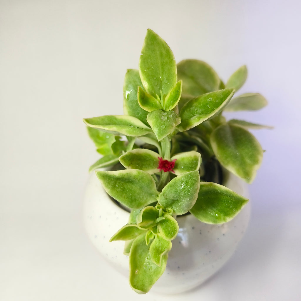 Variegated Baby Sunrose