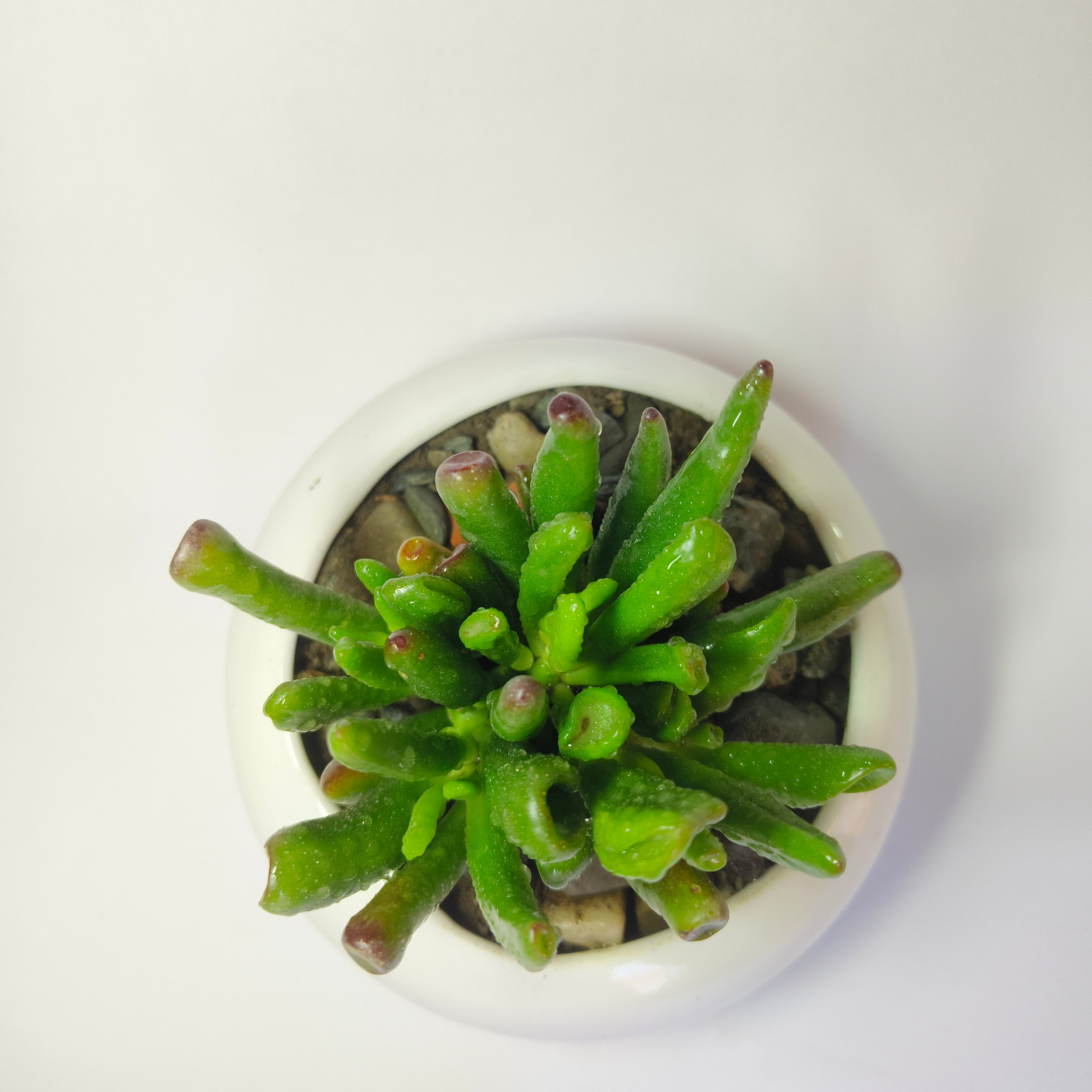 Gollum jade