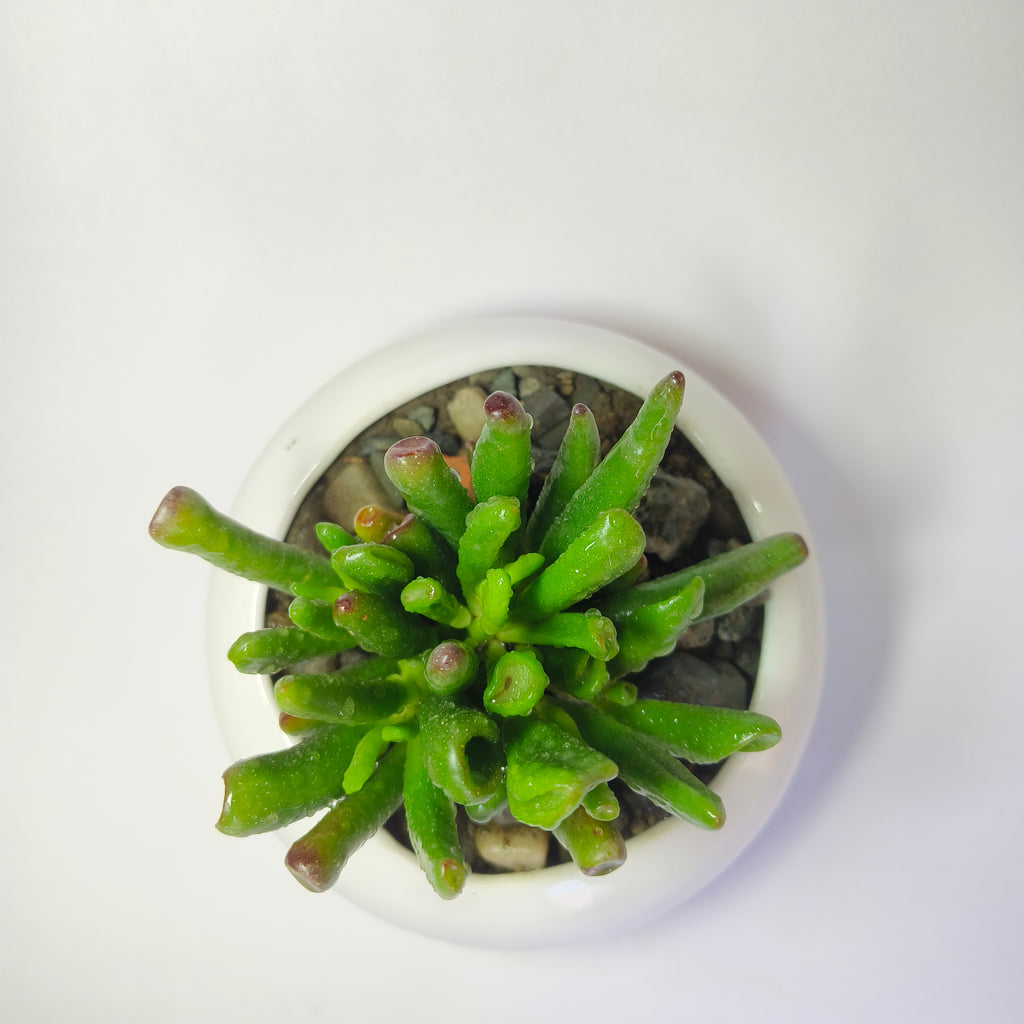 Gollum jade