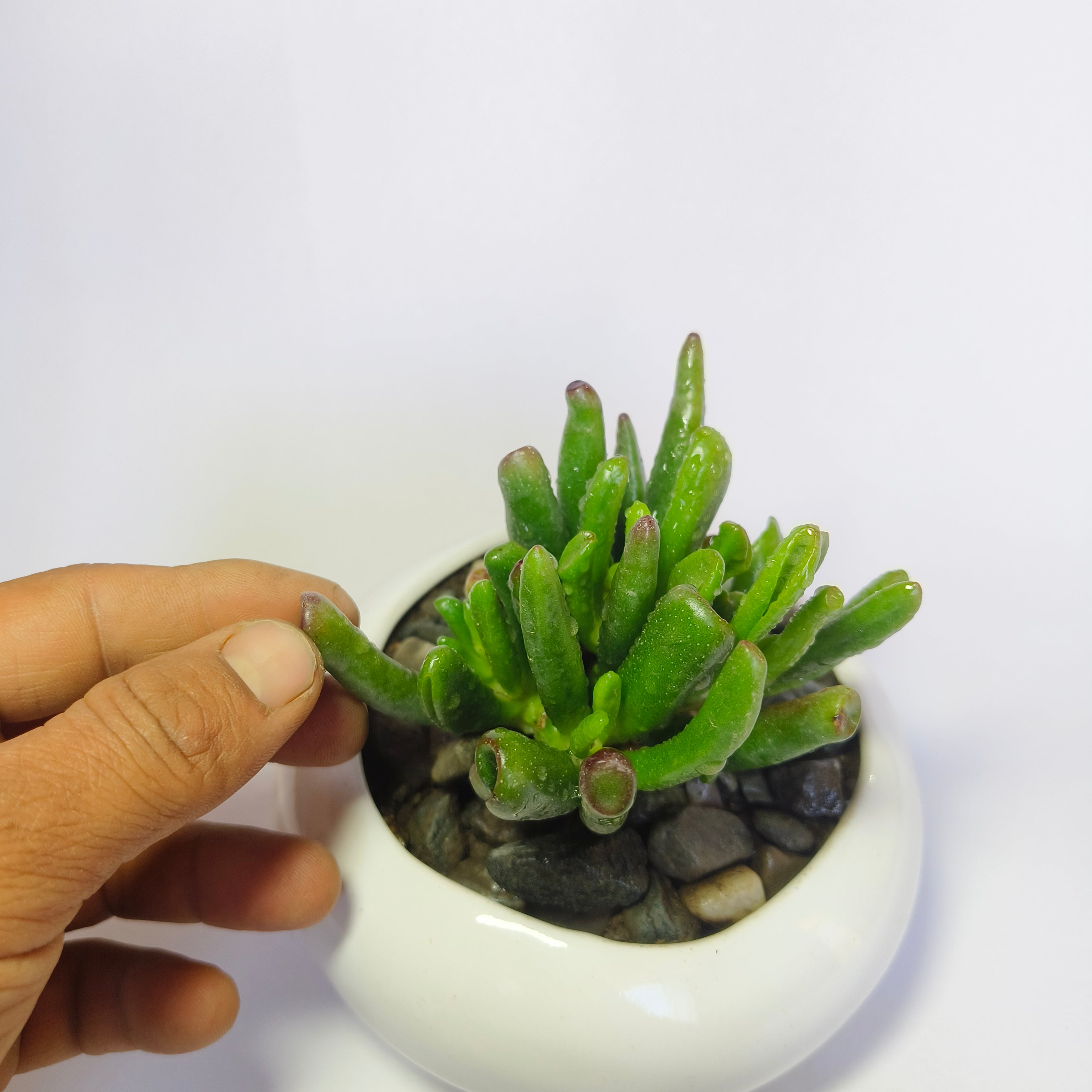 Gollum jade