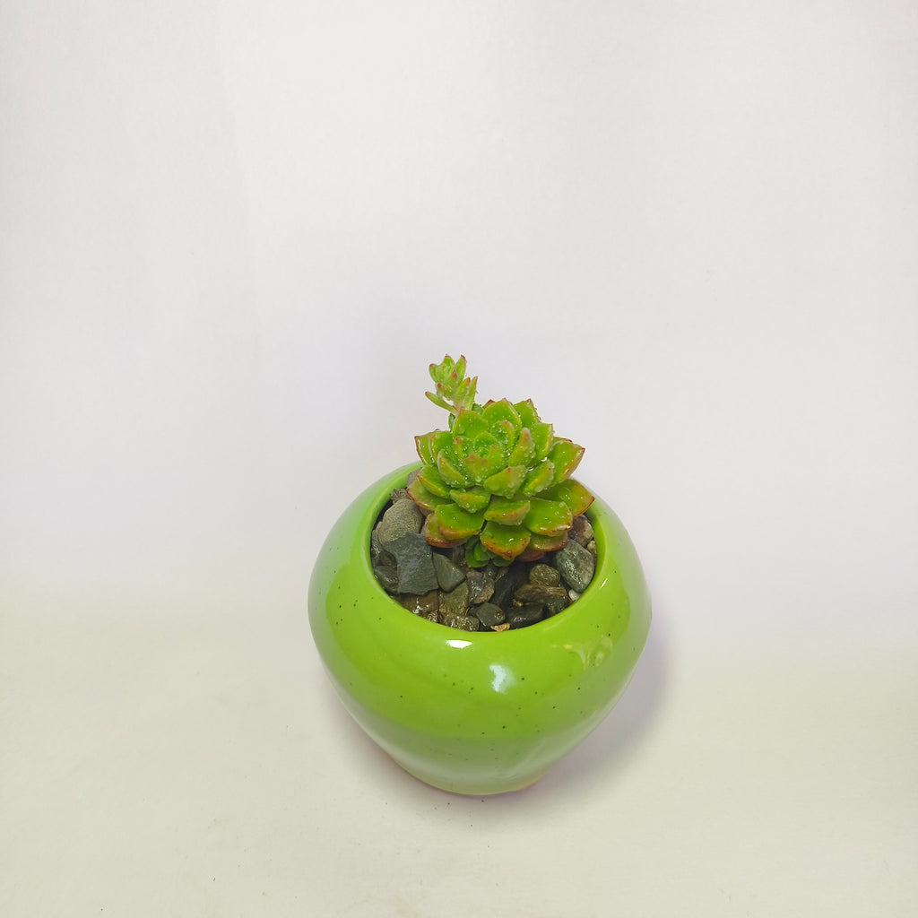 Echeveria pulidonis