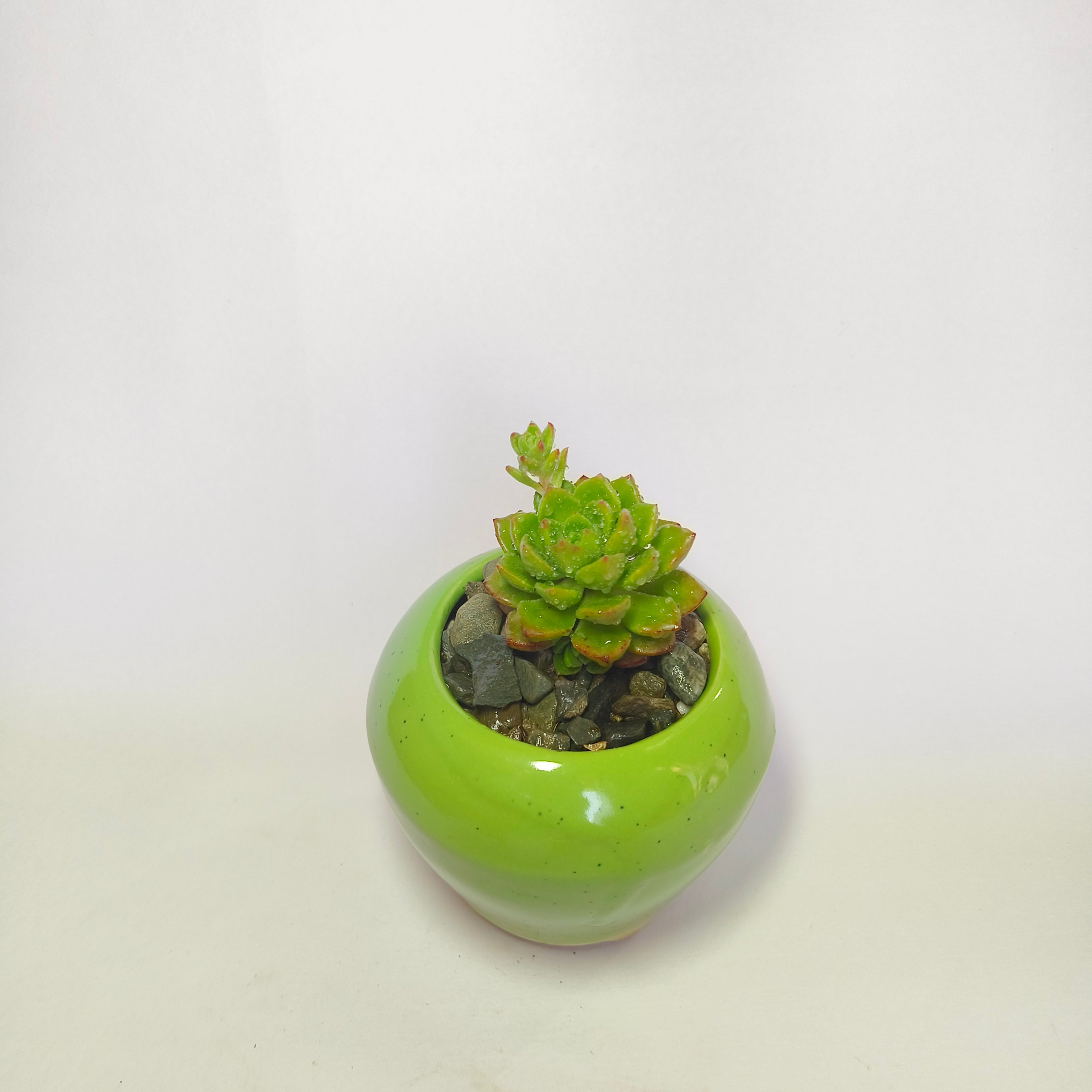 Echeveria pulidonis