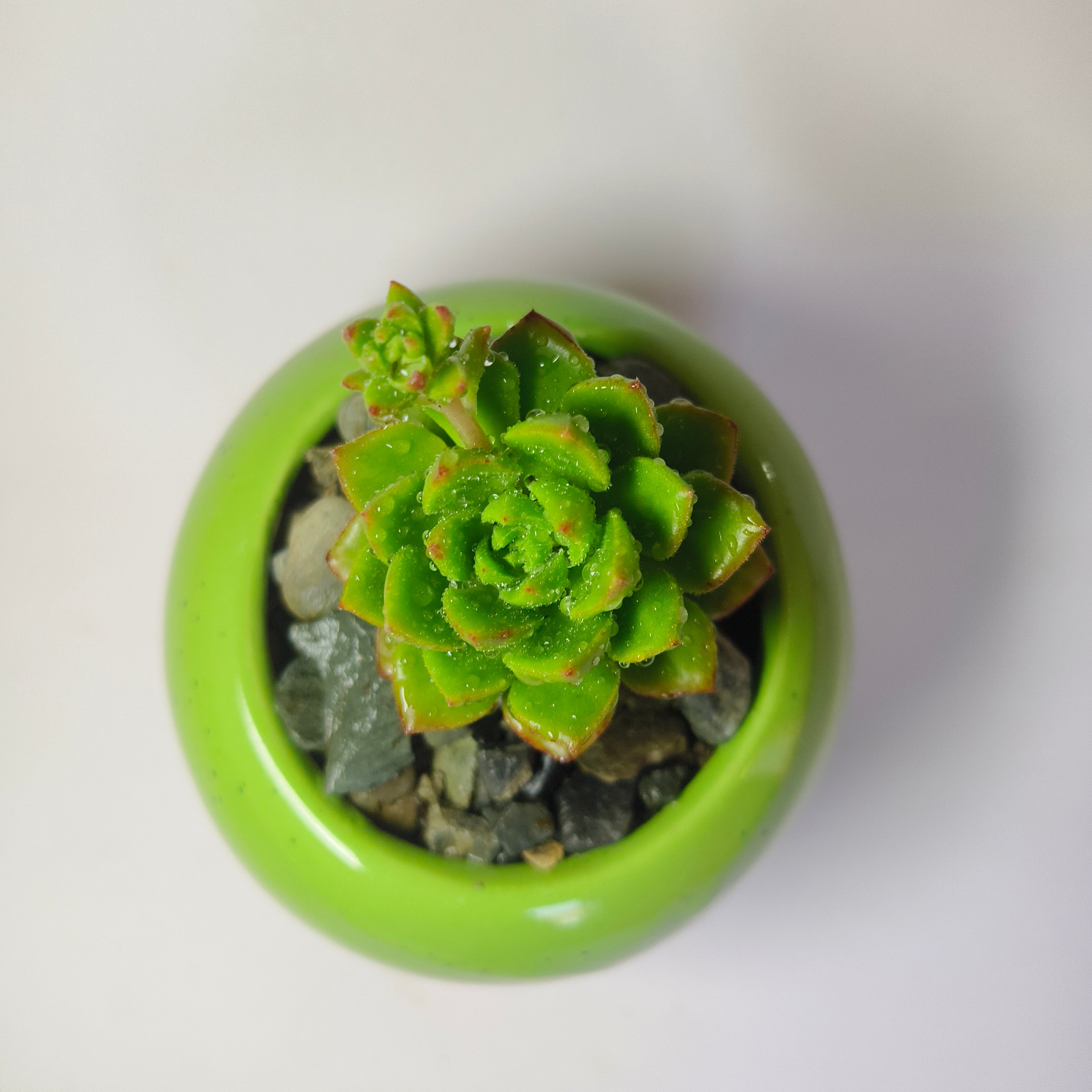 Echeveria Agavoides