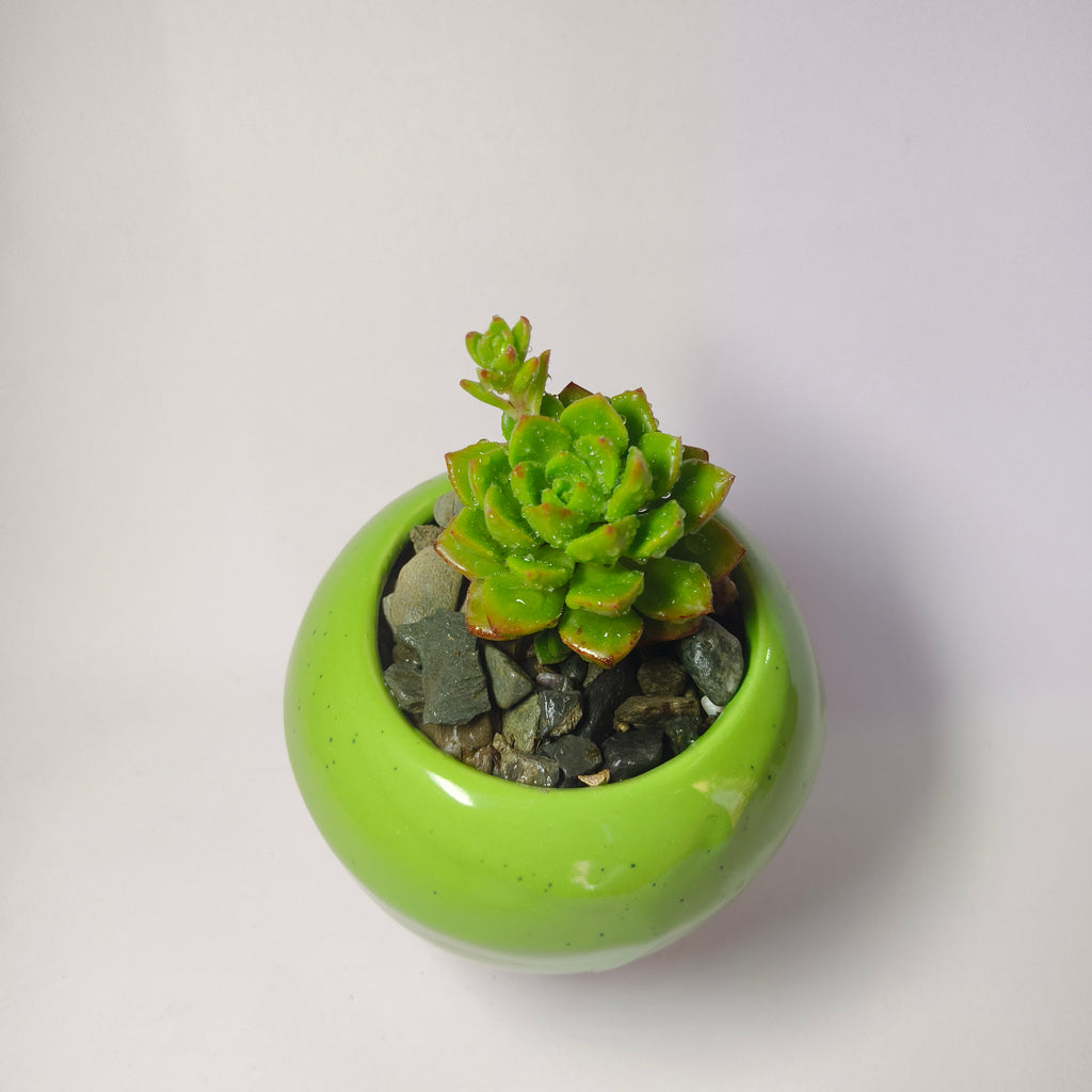Echeveria pulidonis