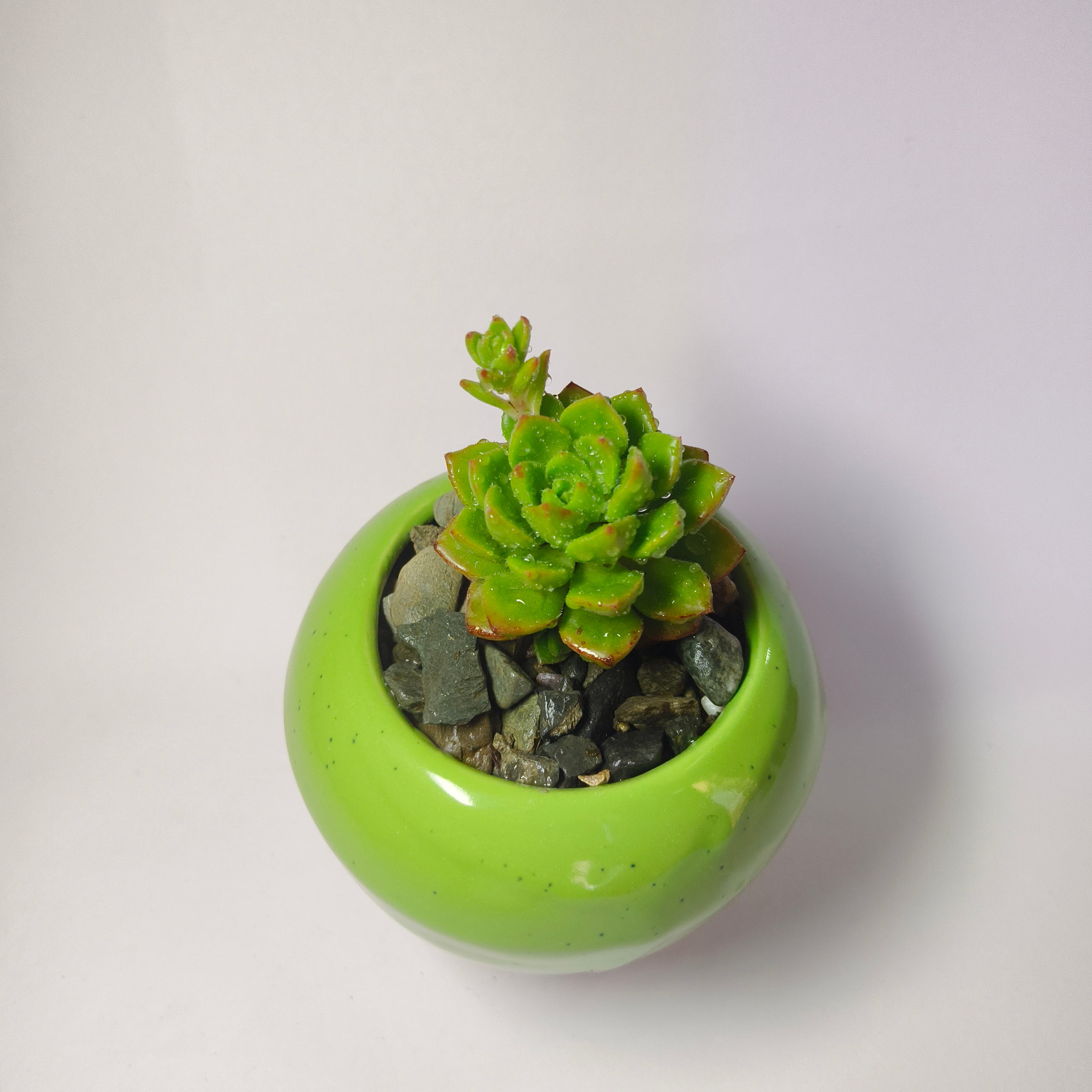 Echeveria pulidonis