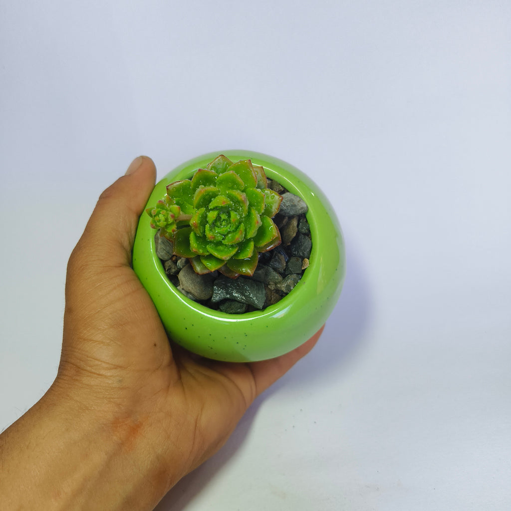 Echeveria Agavoides
