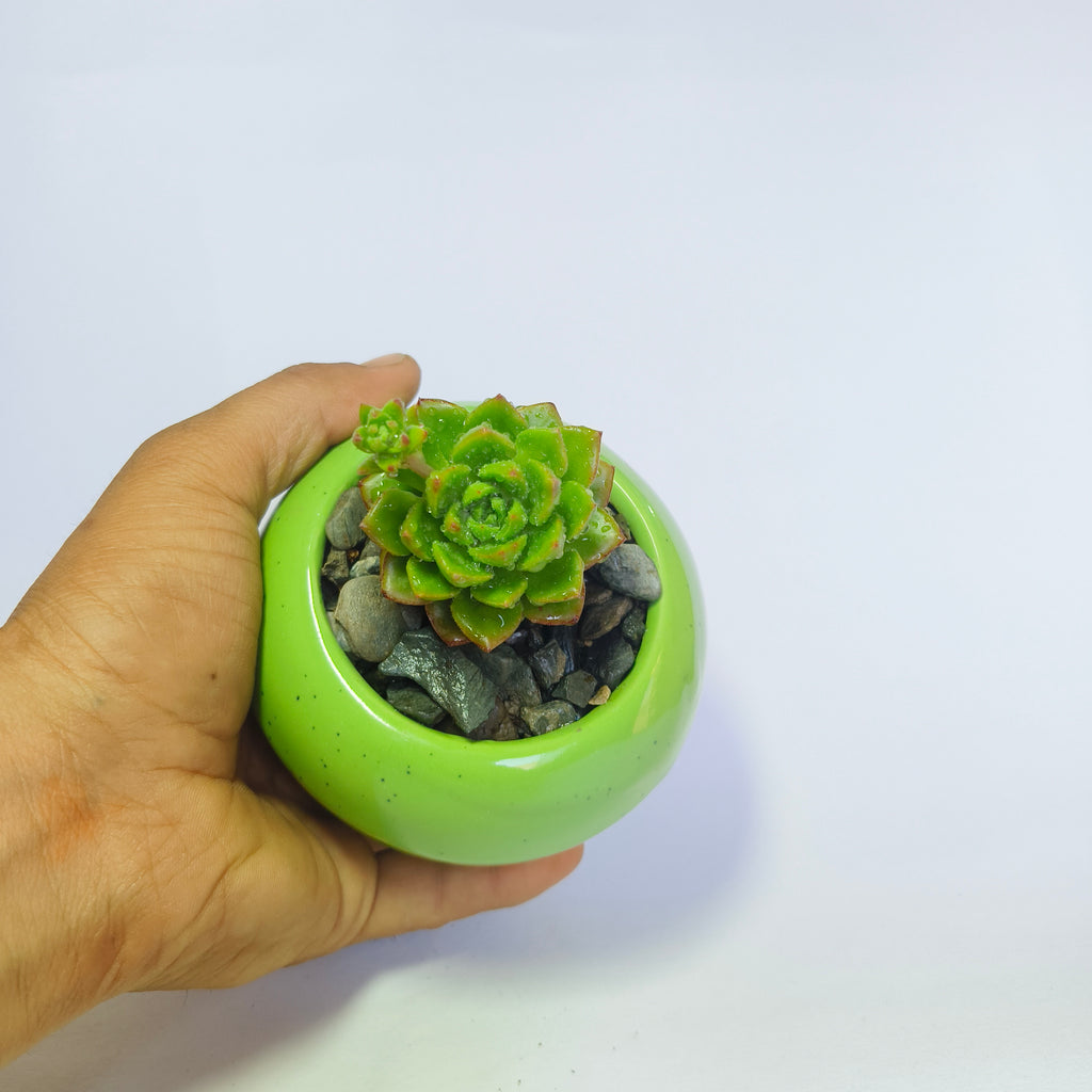 Echeveria Agavoides