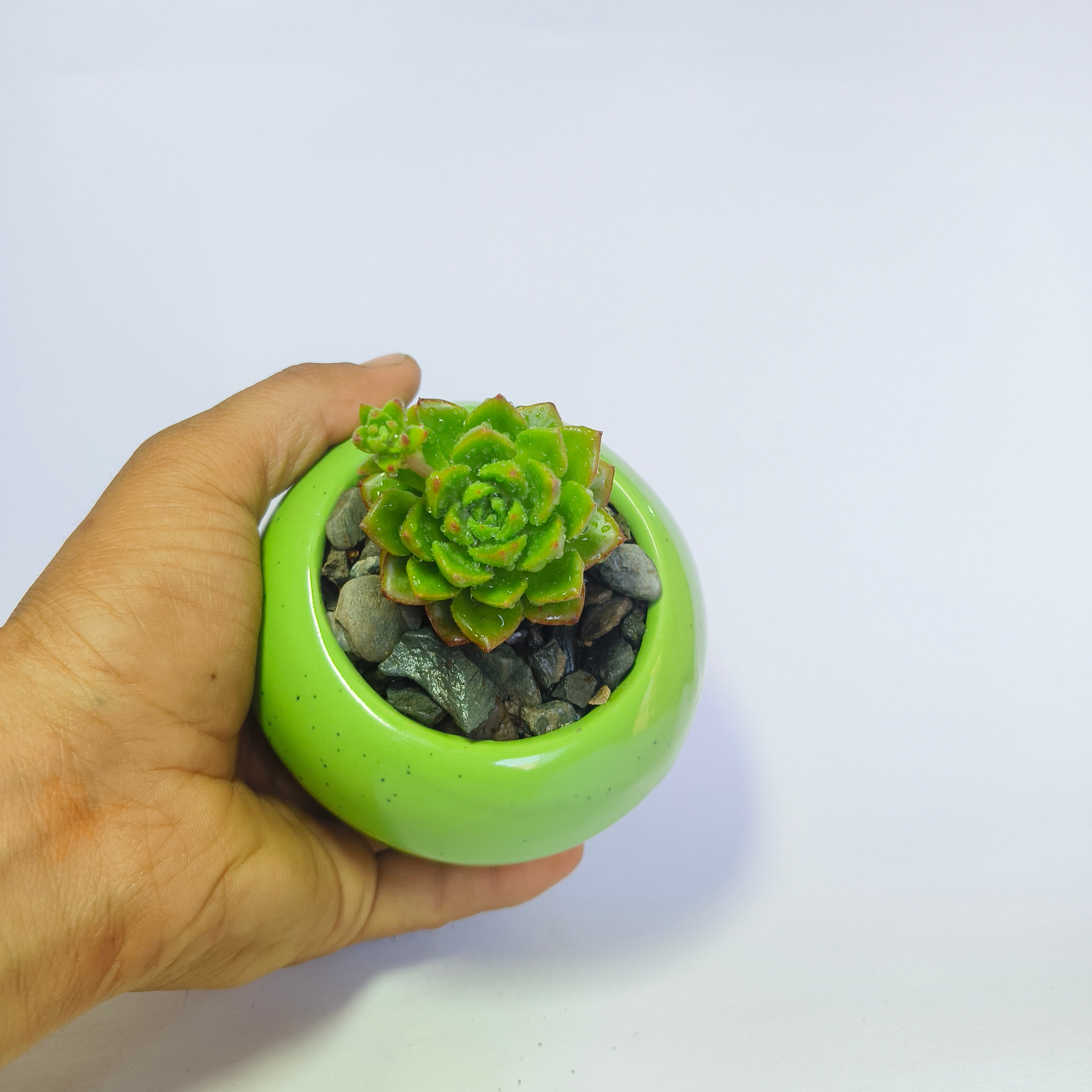 Echeveria Agavoides