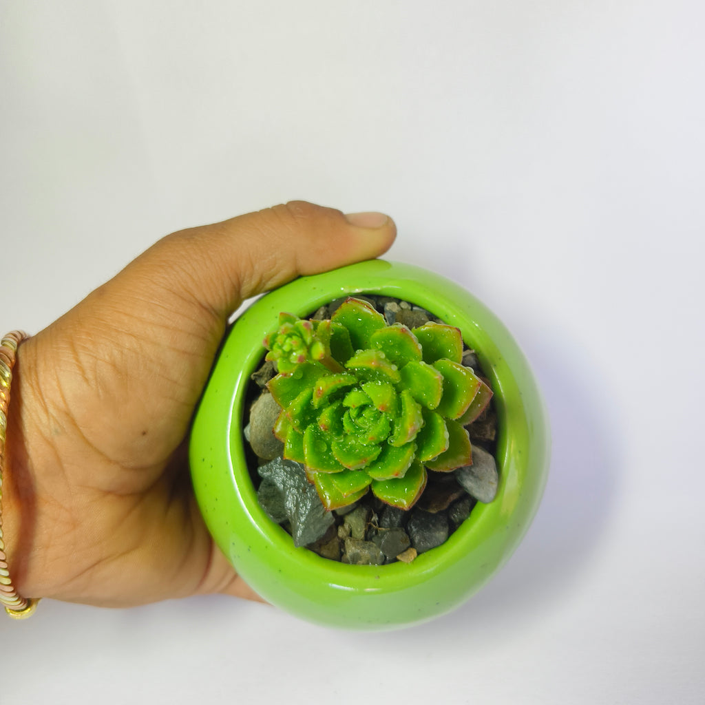 Echeveria Agavoides
