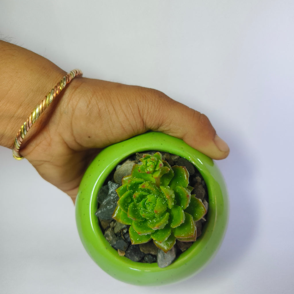 Echeveria pulidonis
