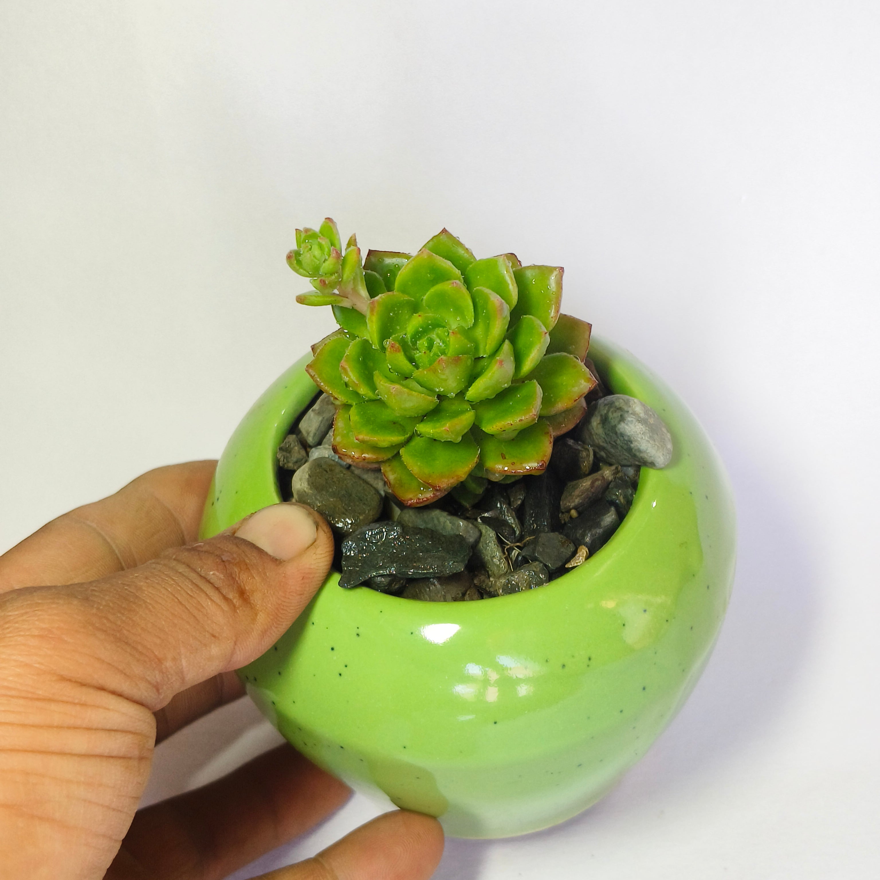 Echeveria pulidonis