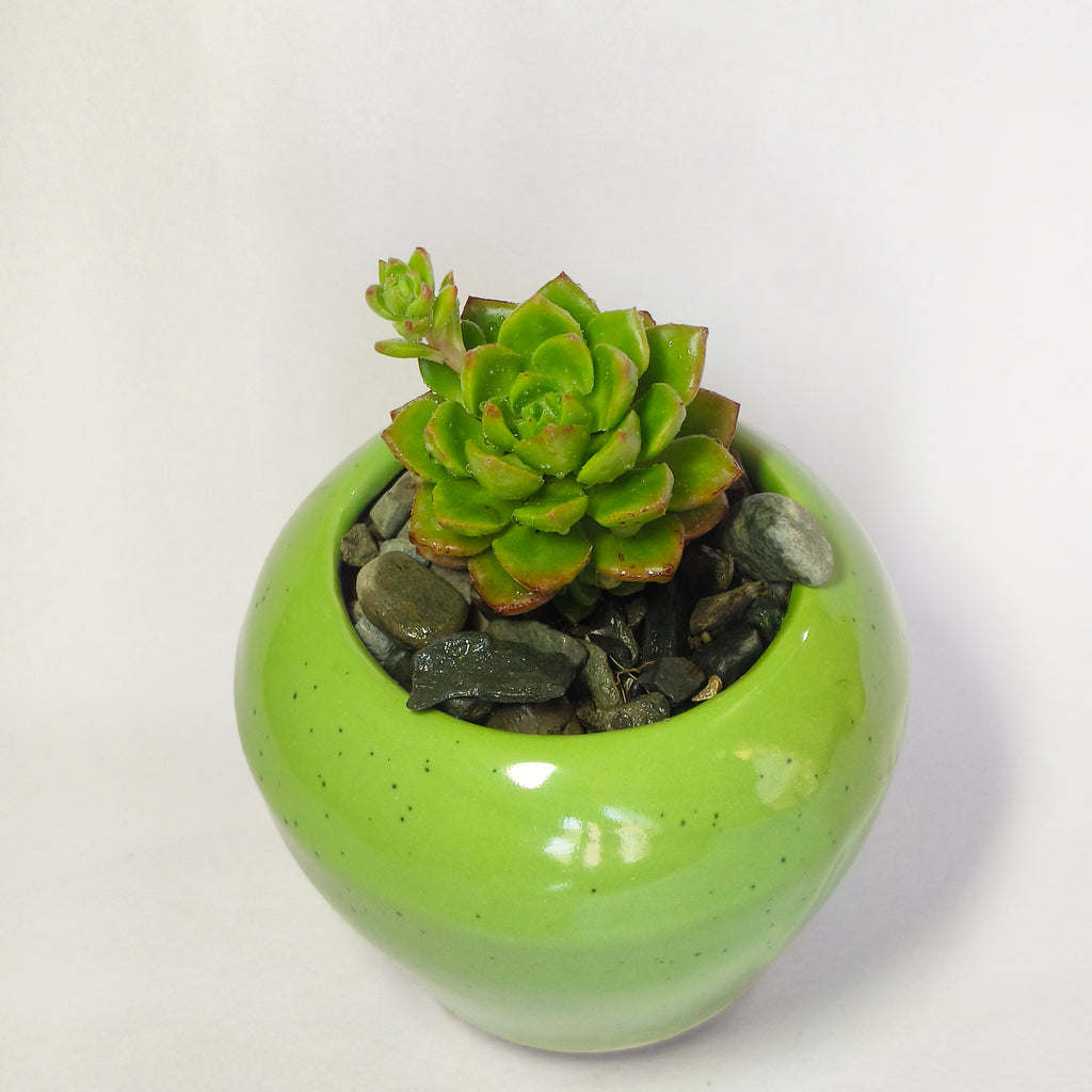 Echeveria Agavoides