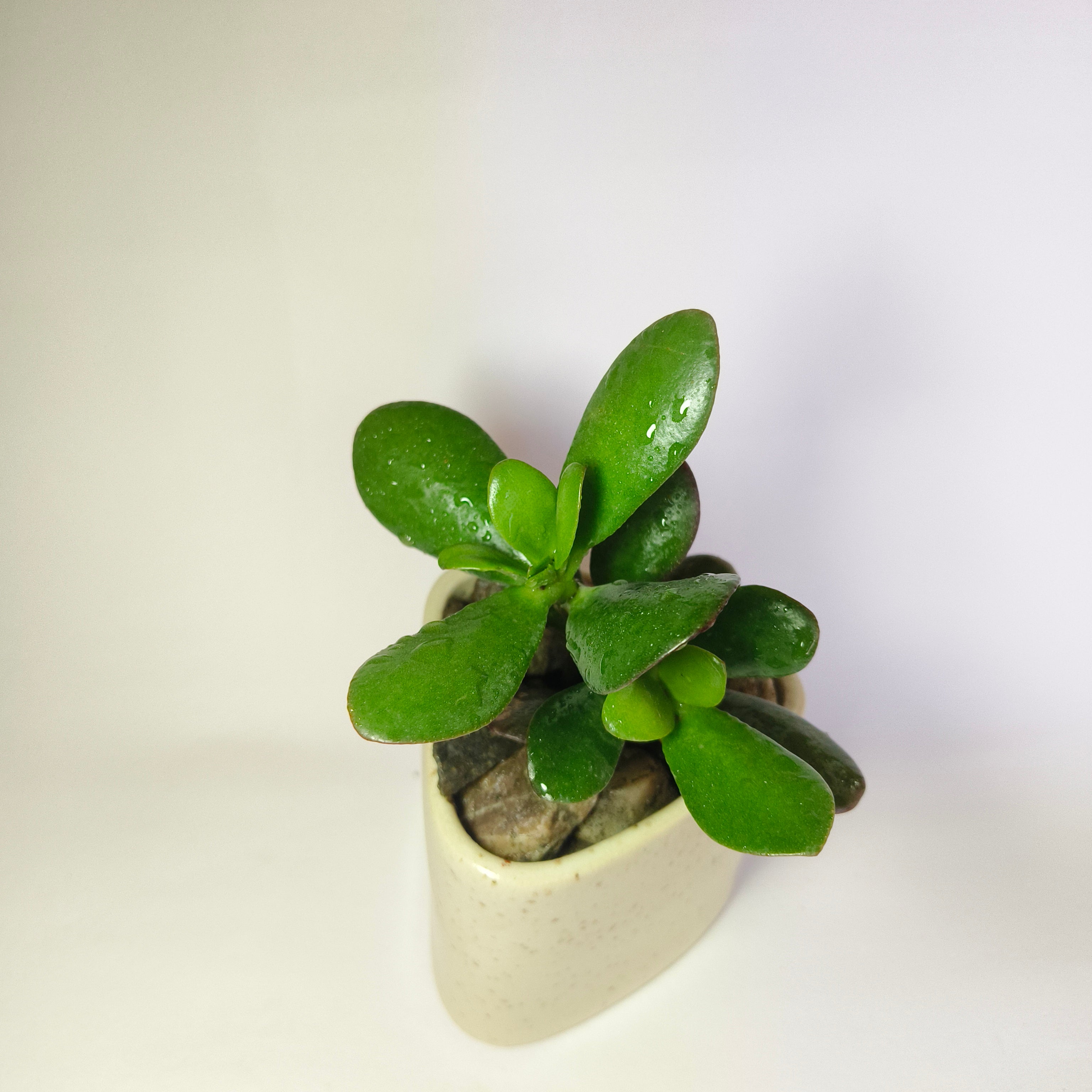 Crassula Ovata (Jade Plant)