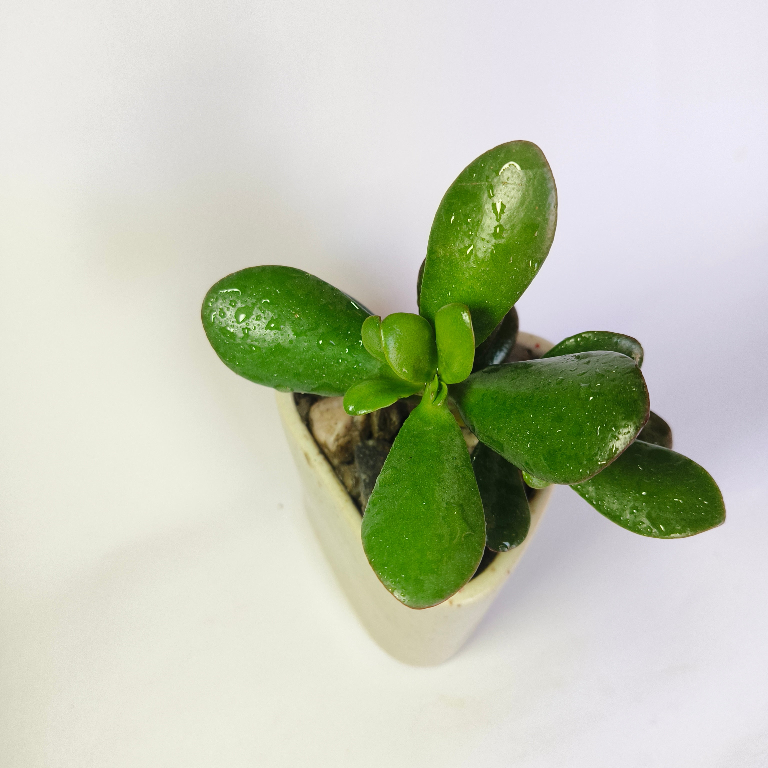 Crassula Ovata (Jade Plant)