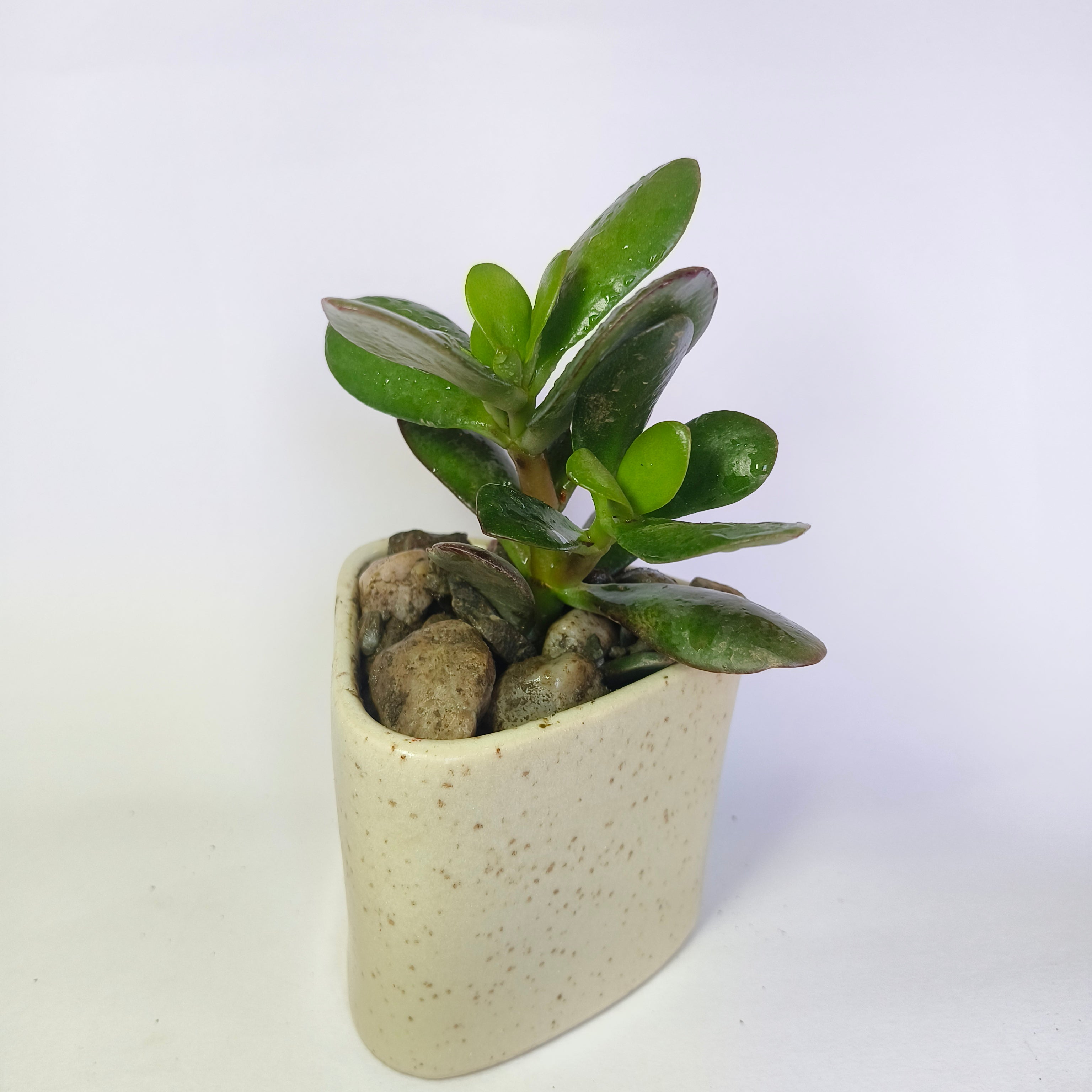 Crassula Ovata (Jade Plant)