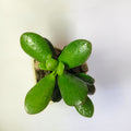 Crassula Ovata (Jade Plant)