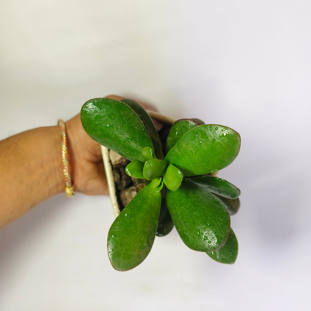 Crassula Ovata (Jade Plant)