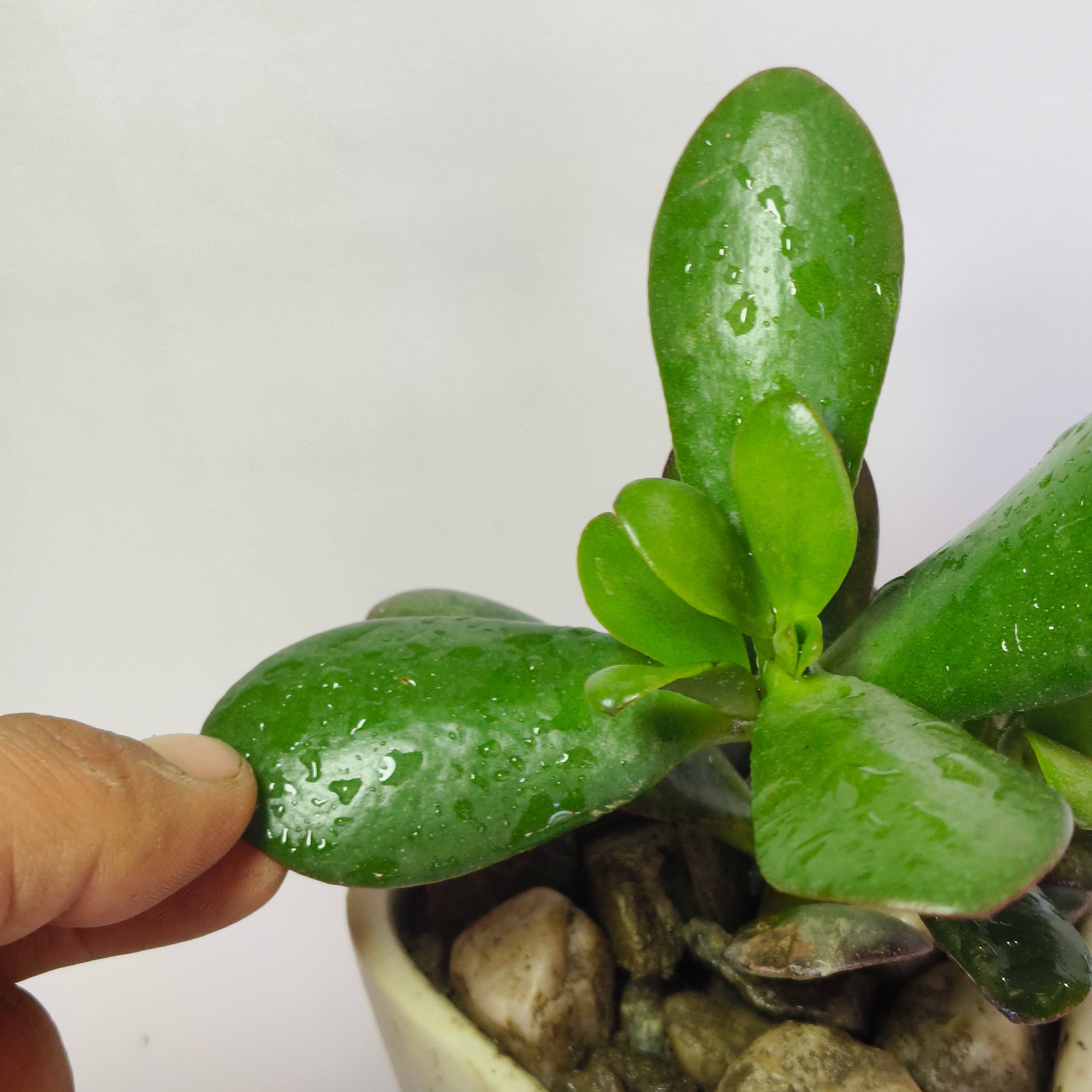 Crassula Ovata (Jade Plant)