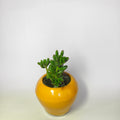 Jelly Bean (Sedum rubrotinctum)