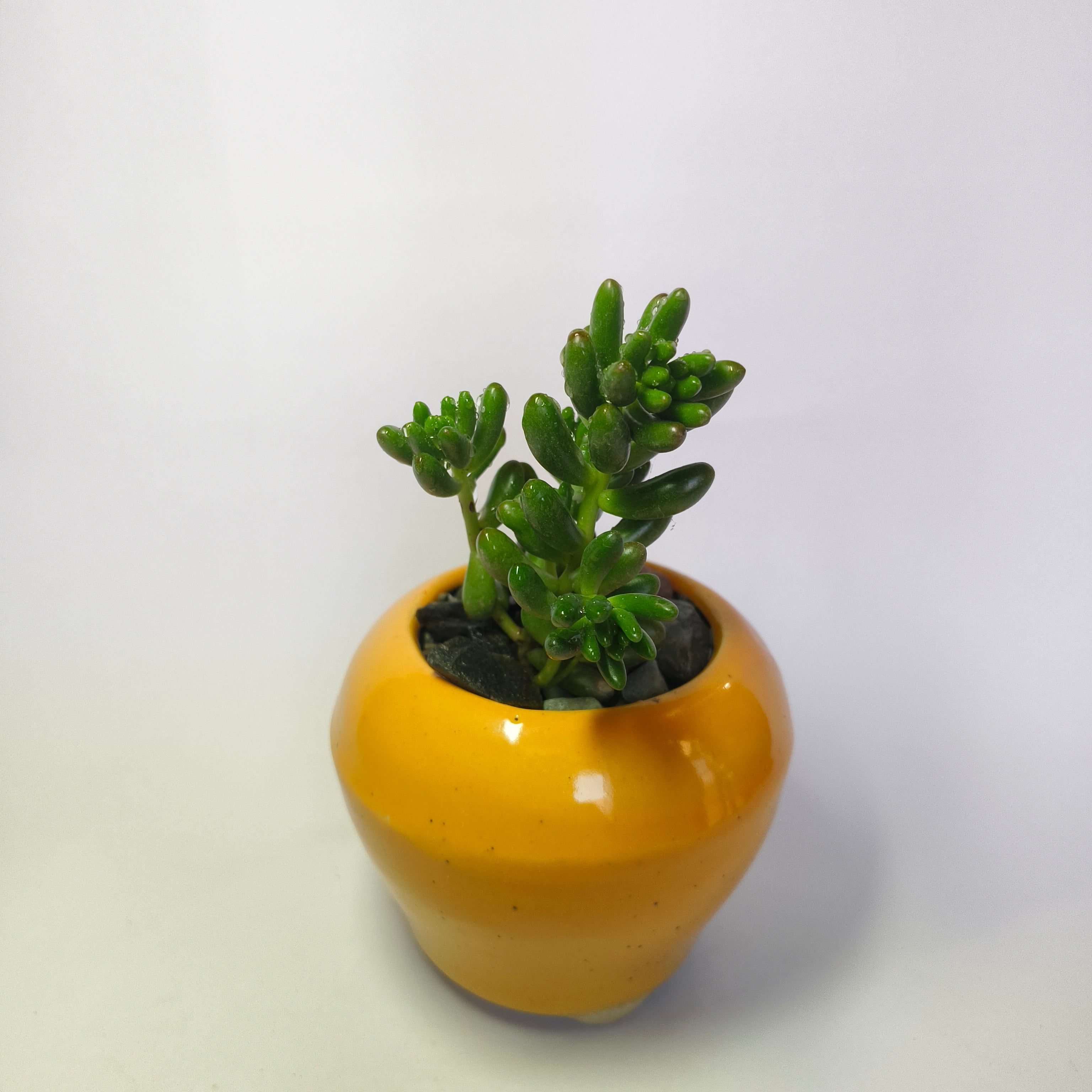 Jelly Bean (Sedum rubrotinctum)