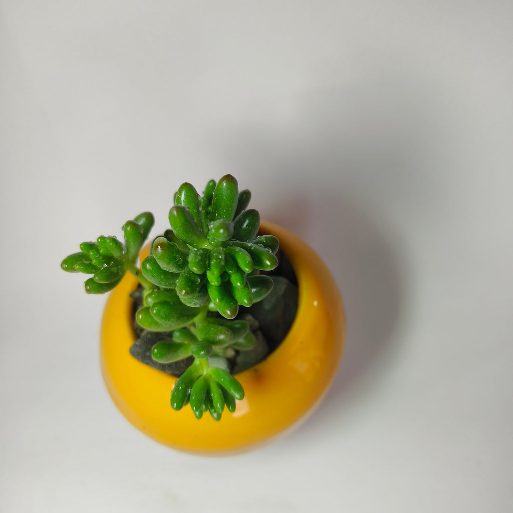 Jelly Bean (Sedum rubrotinctum)