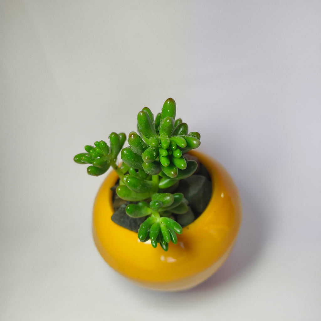 Jelly Bean (Sedum rubrotinctum)