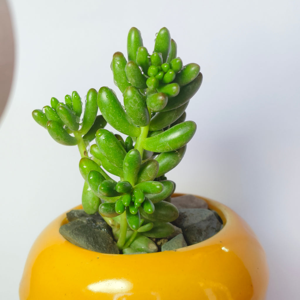 Jelly Bean (Sedum rubrotinctum)