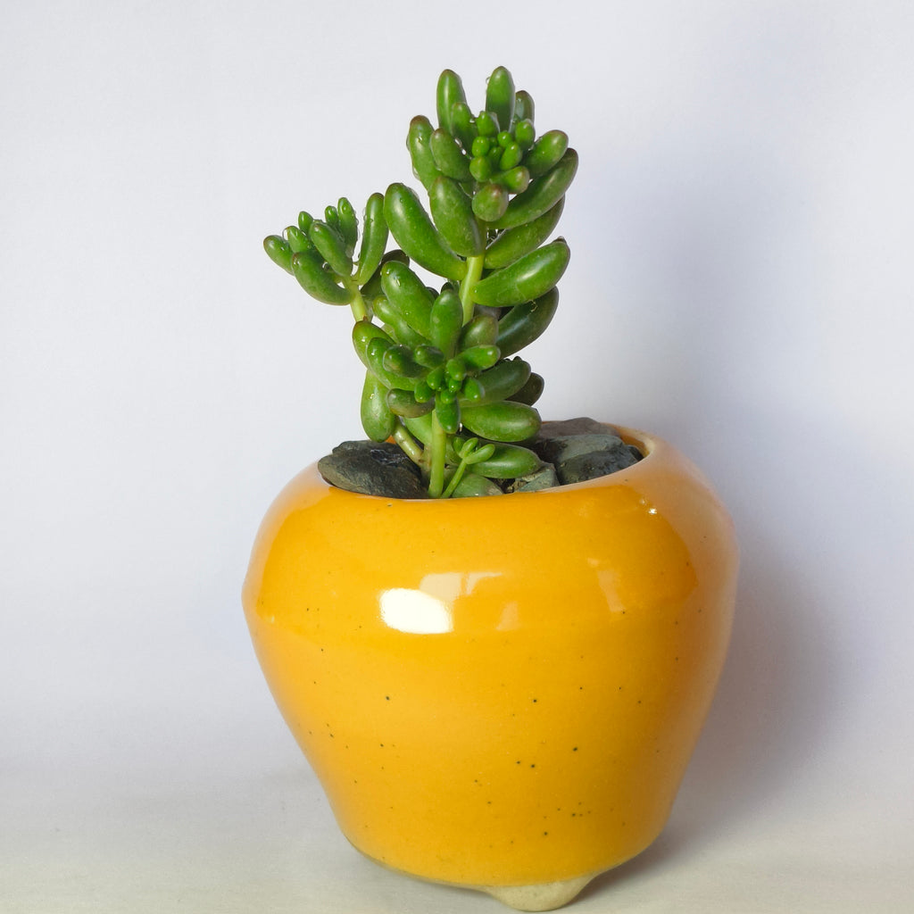 Jelly Bean (Sedum rubrotinctum)