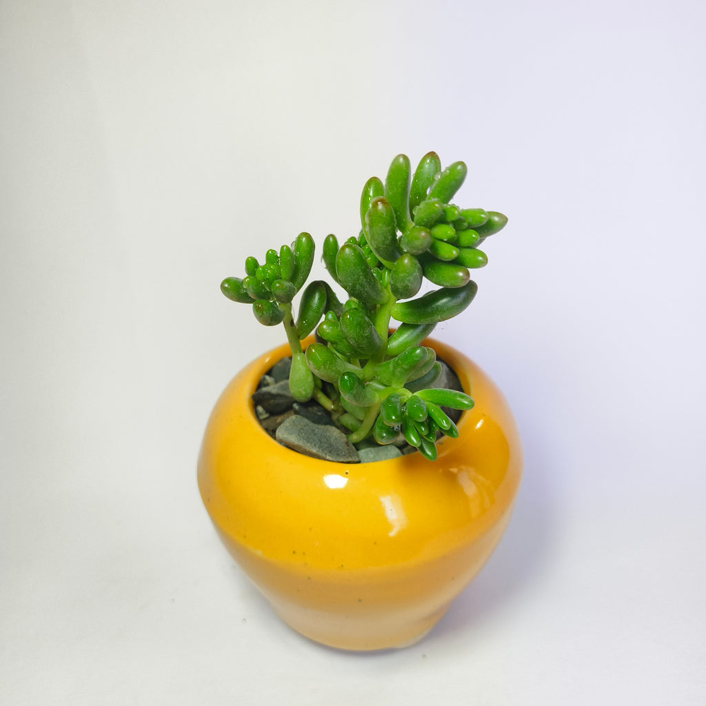 Jelly Bean (Sedum rubrotinctum)