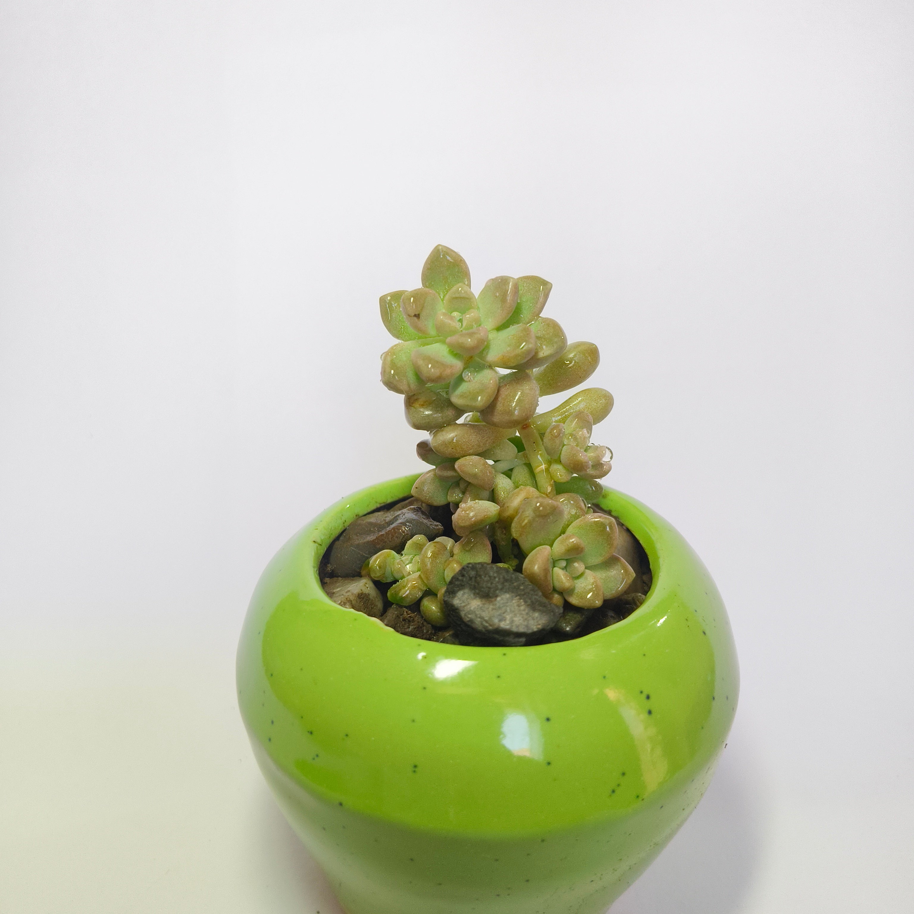 Pearl White Egg Leaf