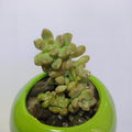 Pearl White Egg Leaf