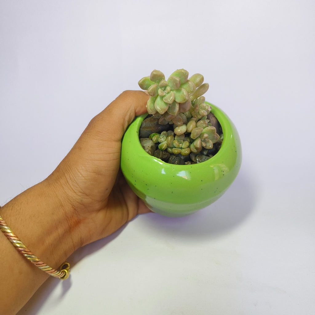 Pearl White Egg Leaf