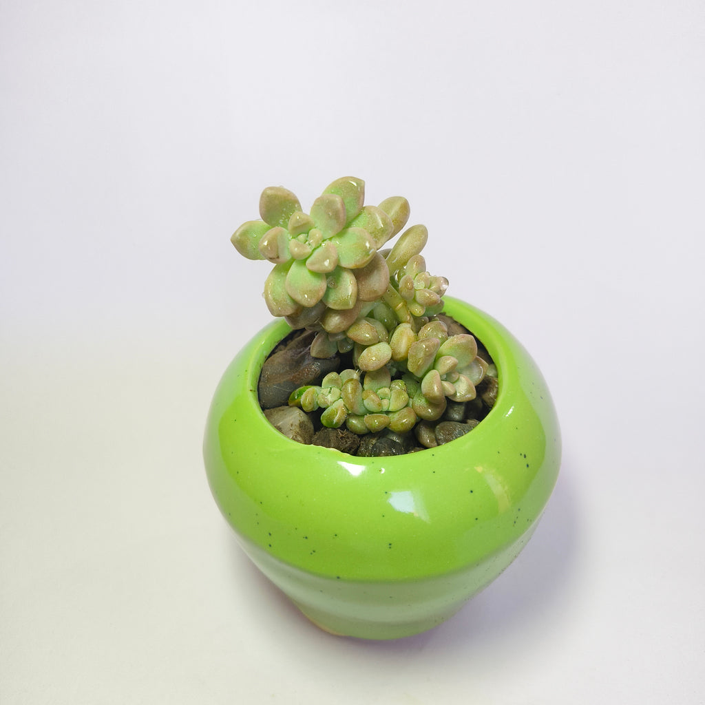 Pearl White Egg Leaf