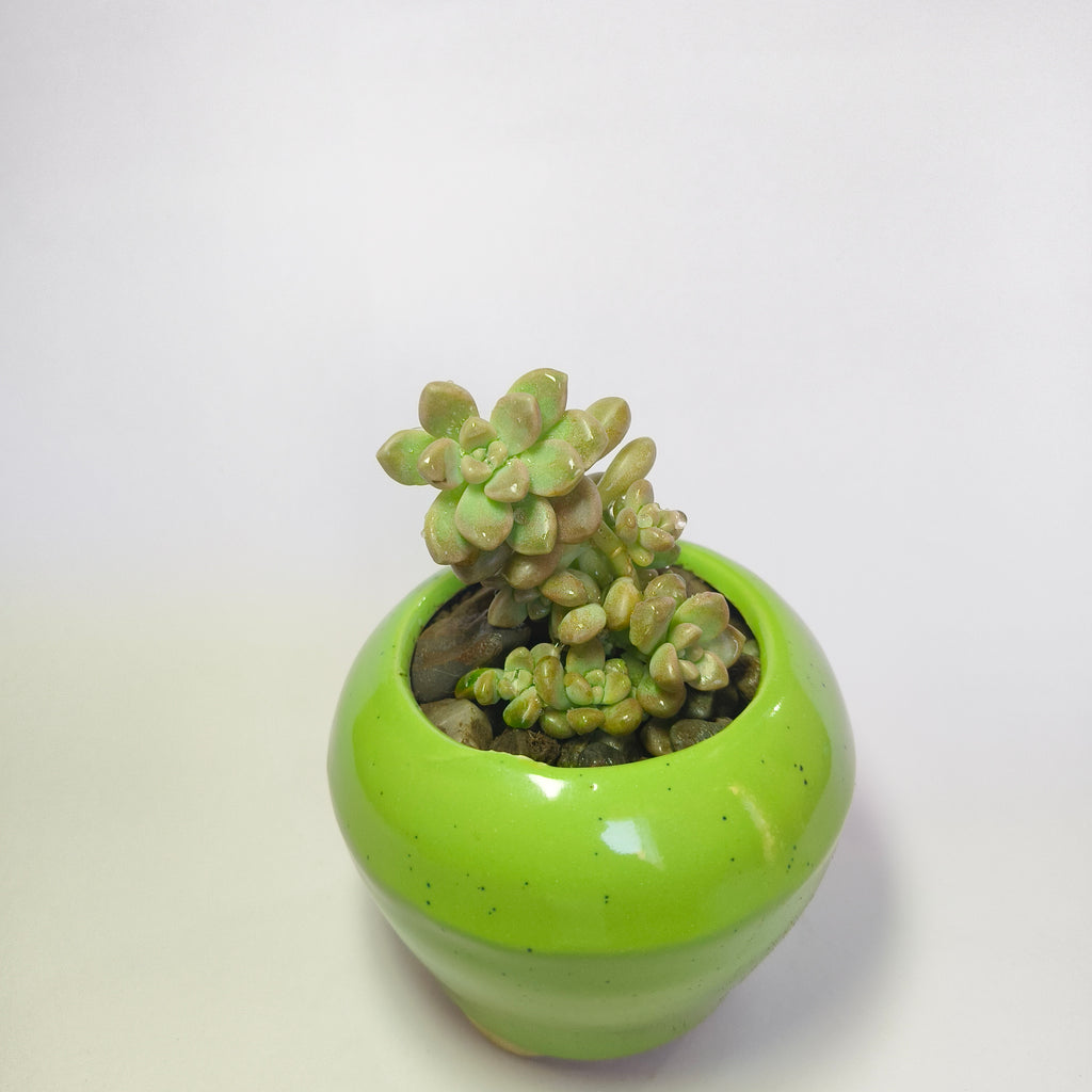 Pearl White Egg Leaf