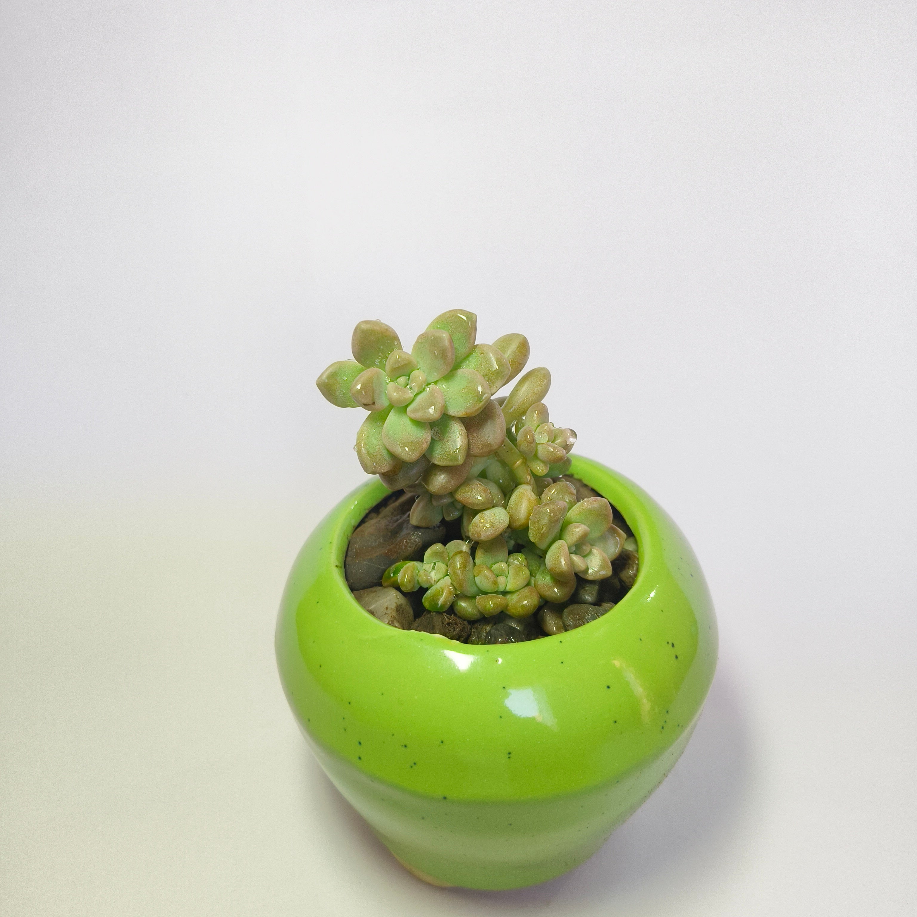 Pearl White Egg Leaf
