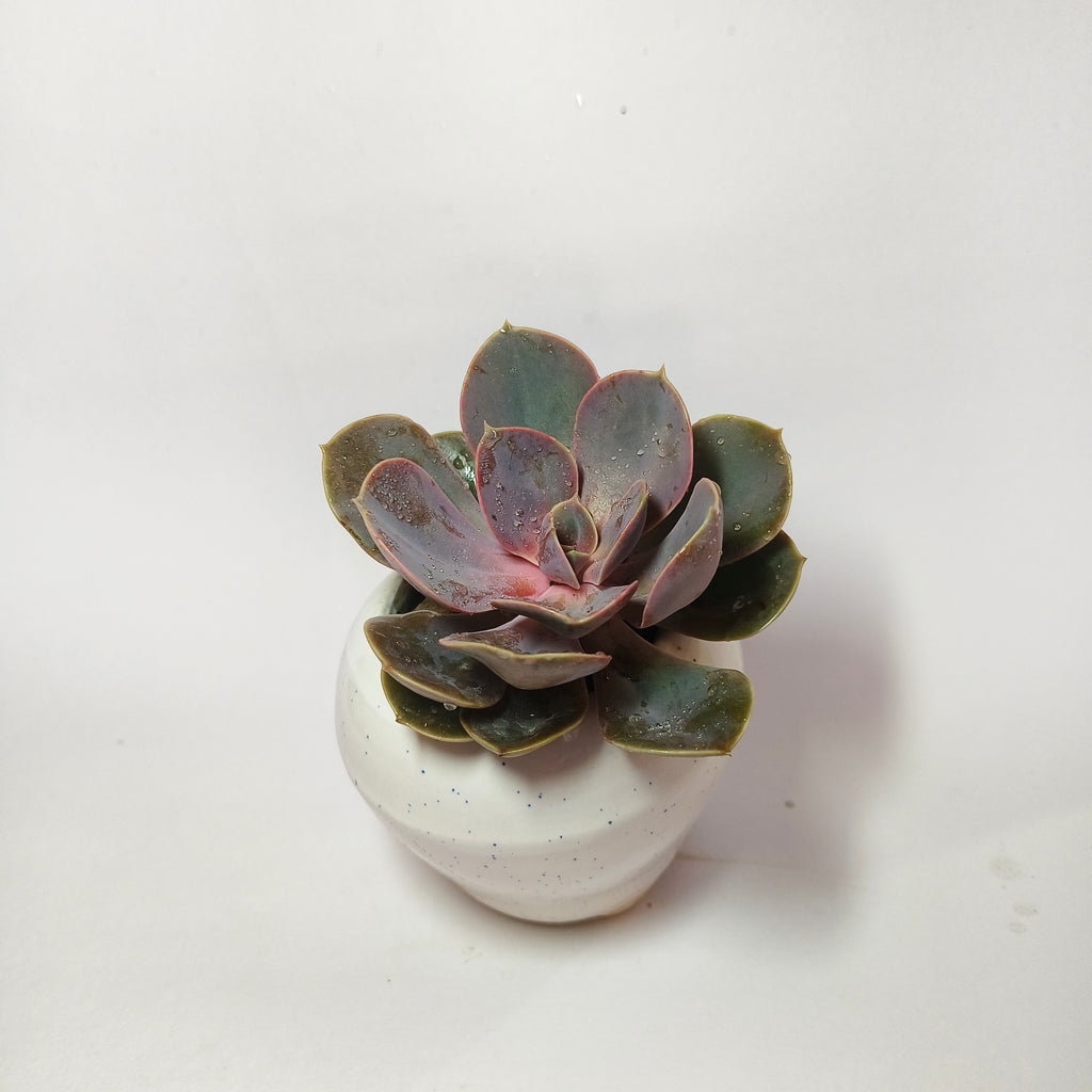 Pink Echeveria