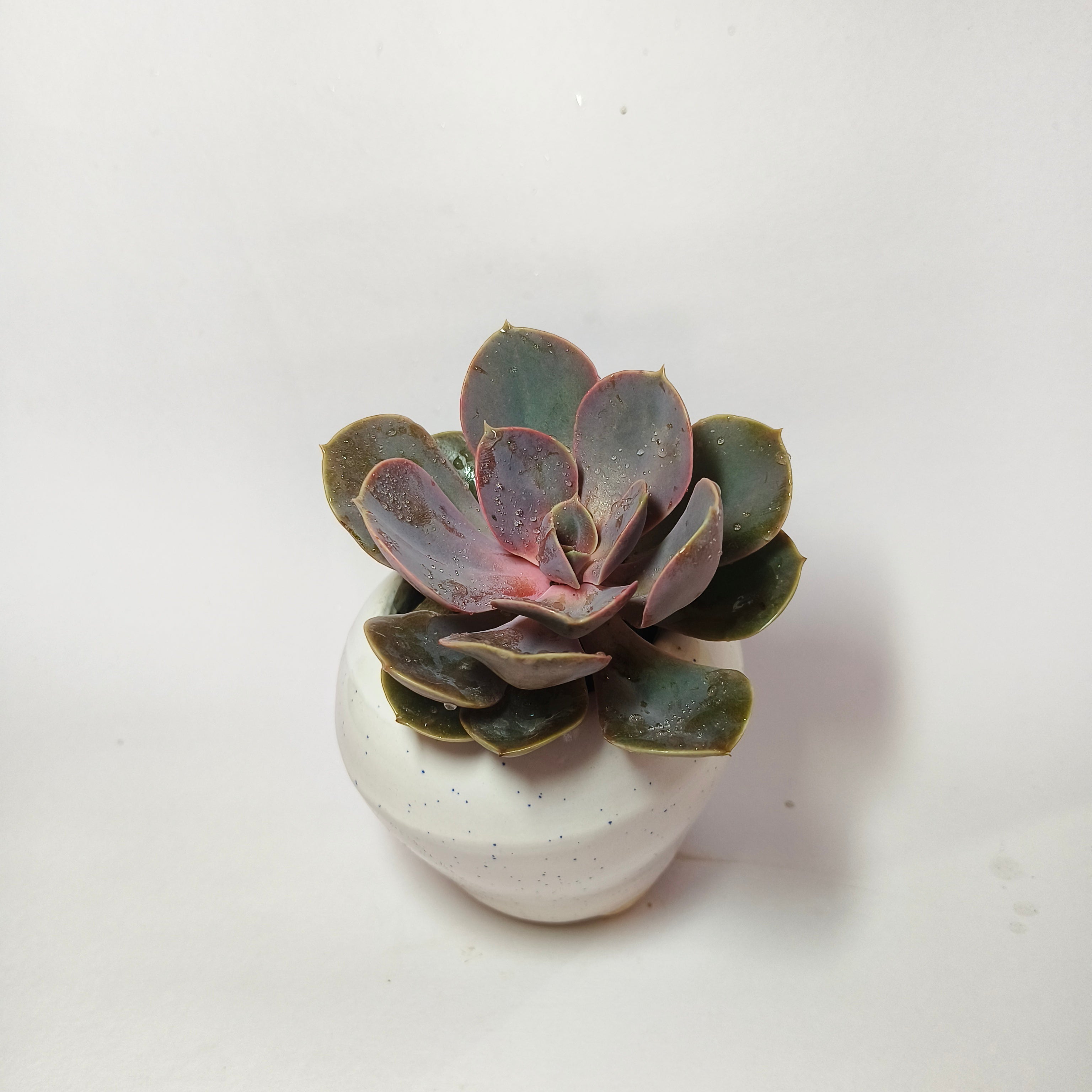Pink Echeveria