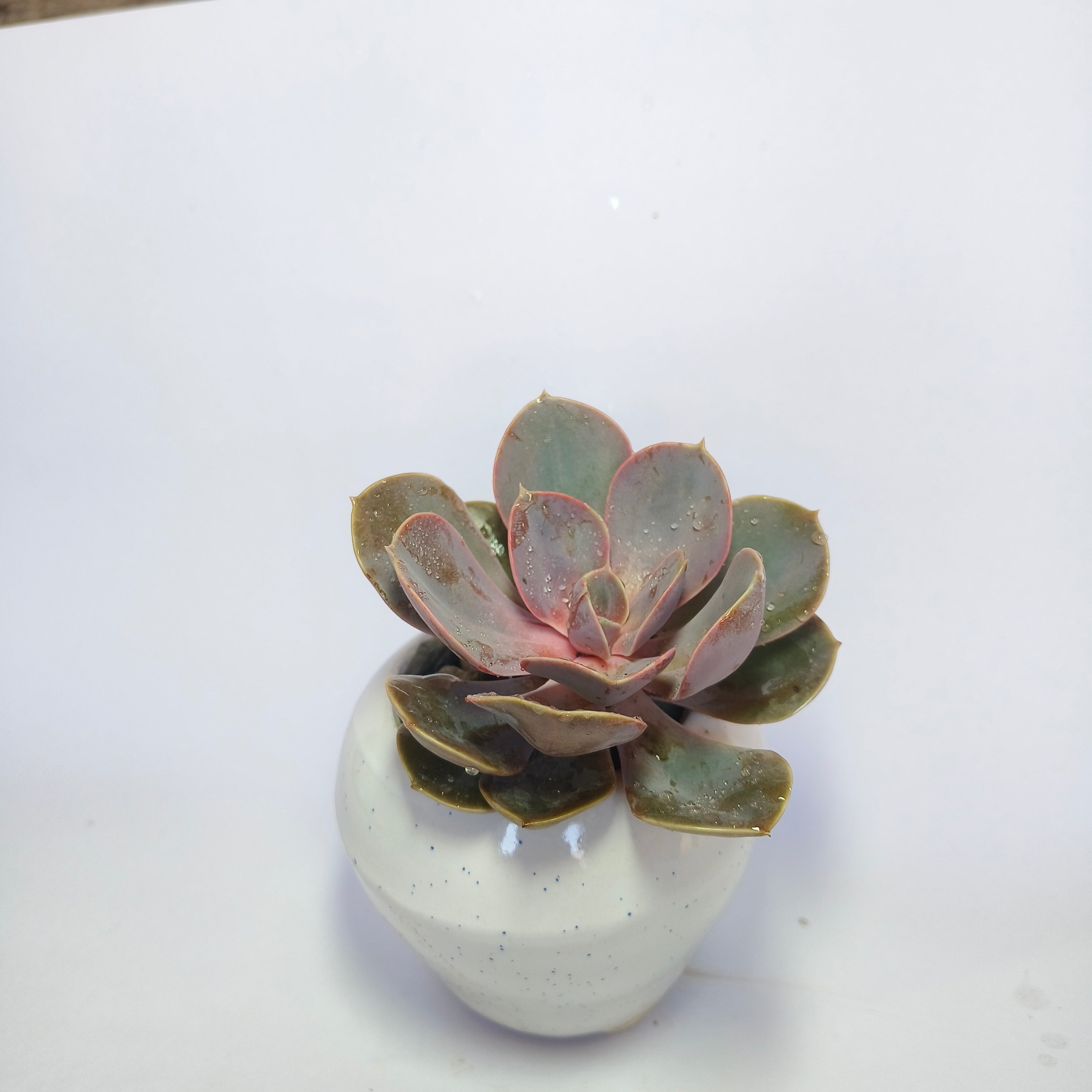 Pink Echeveria