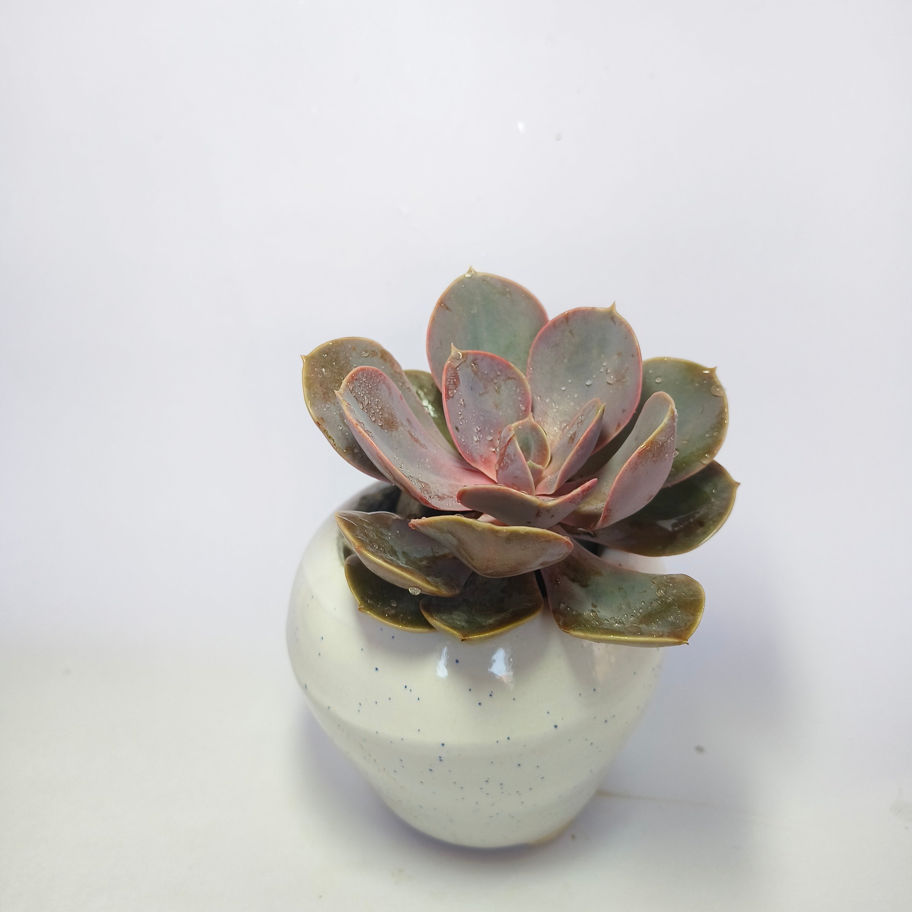 Pink Echeveria