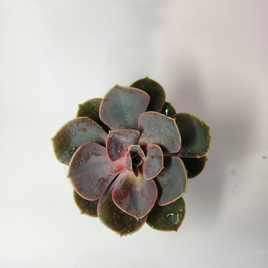 Pink Echeveria