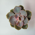Pink Echeveria