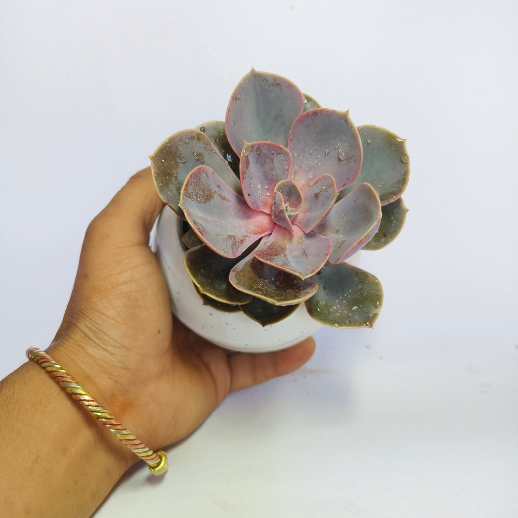 Pink Echeveria