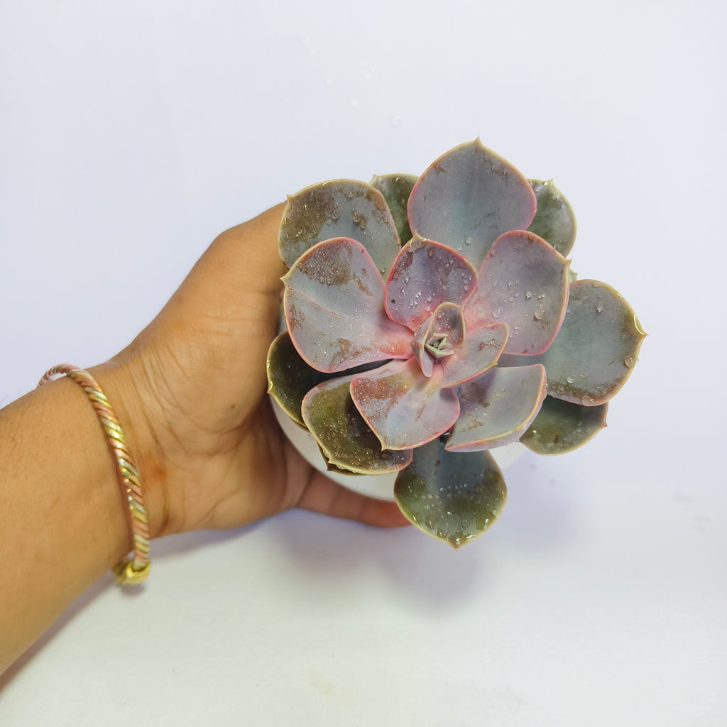 Pink Echeveria