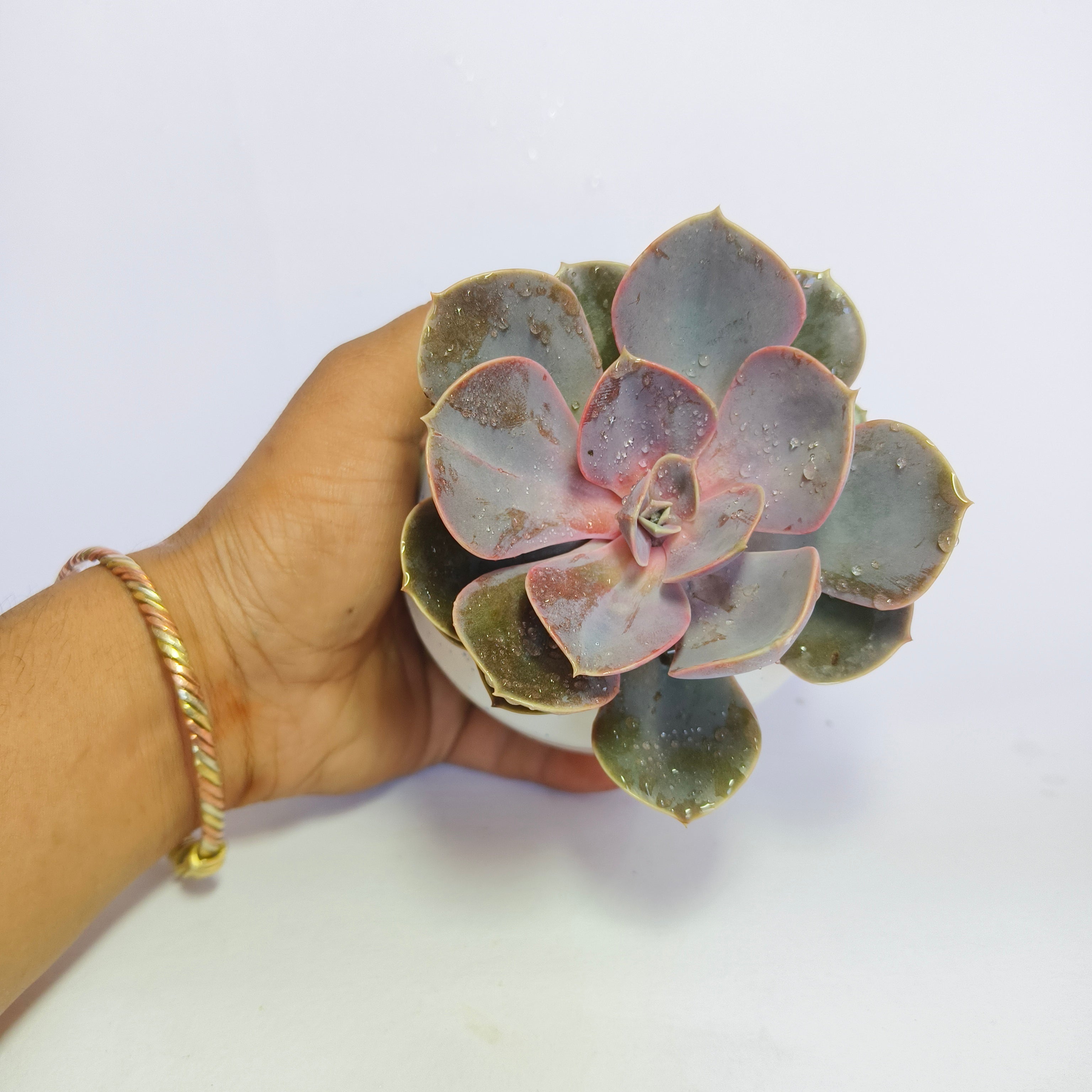 Pink Echeveria