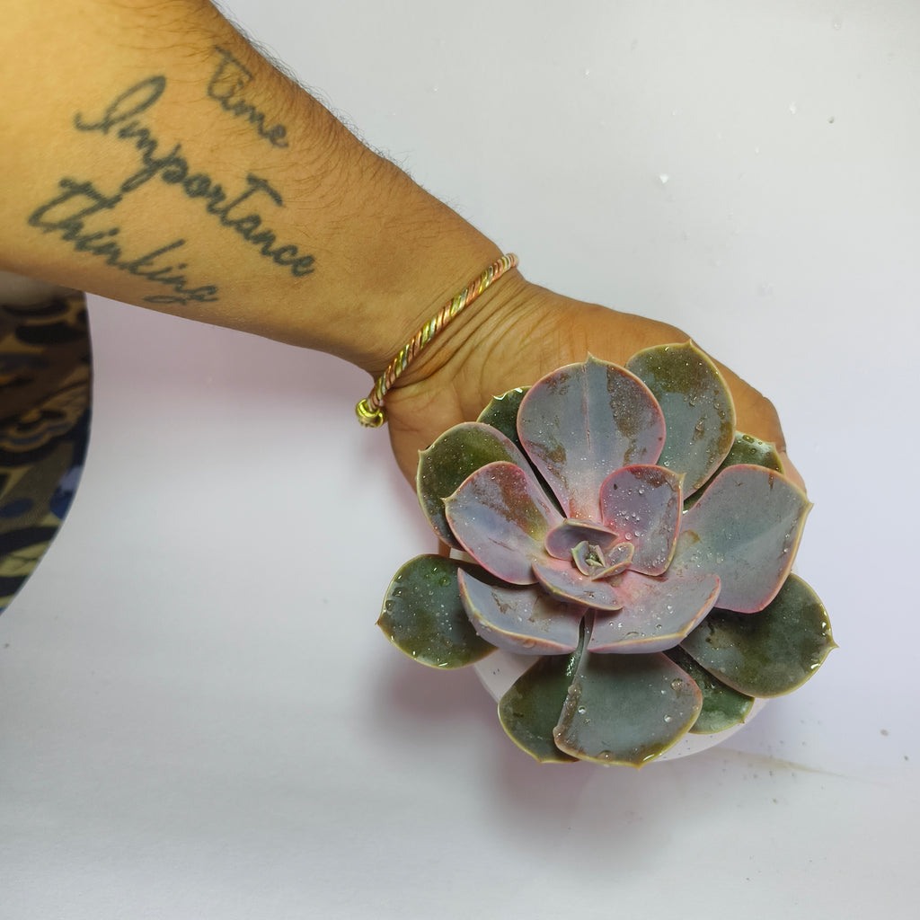 Pink Echeveria