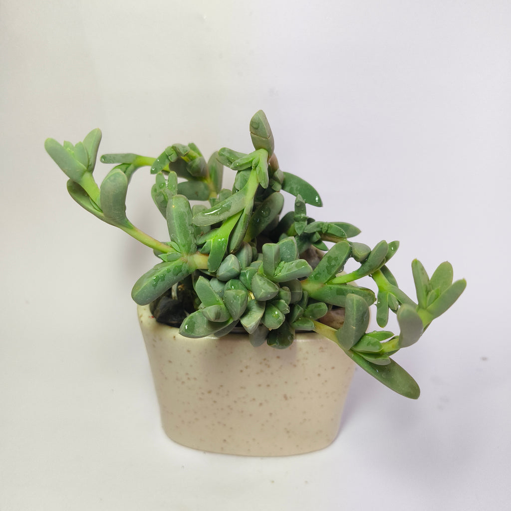 corpuscularia Lehmannii