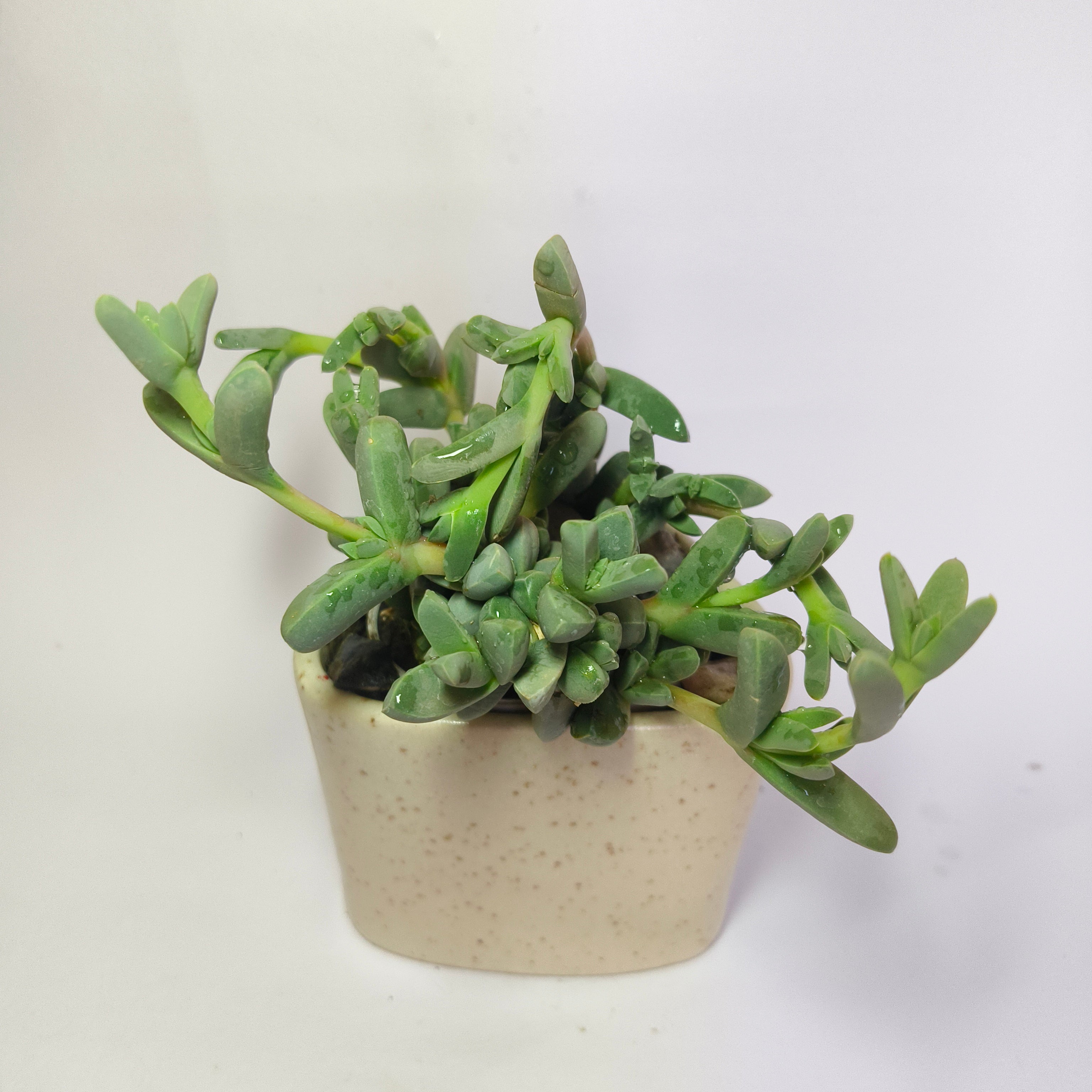 corpuscularia Lehmannii