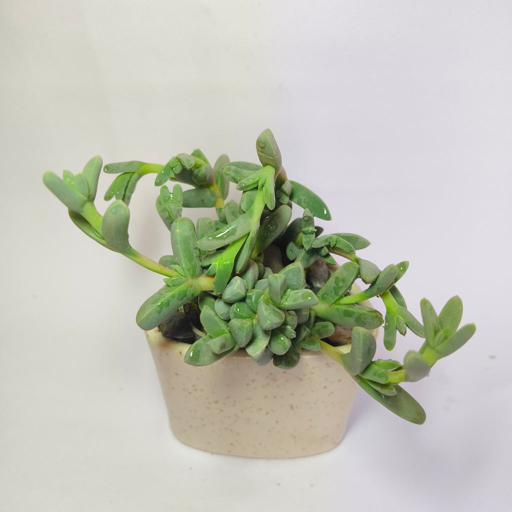 corpuscularia Lehmannii