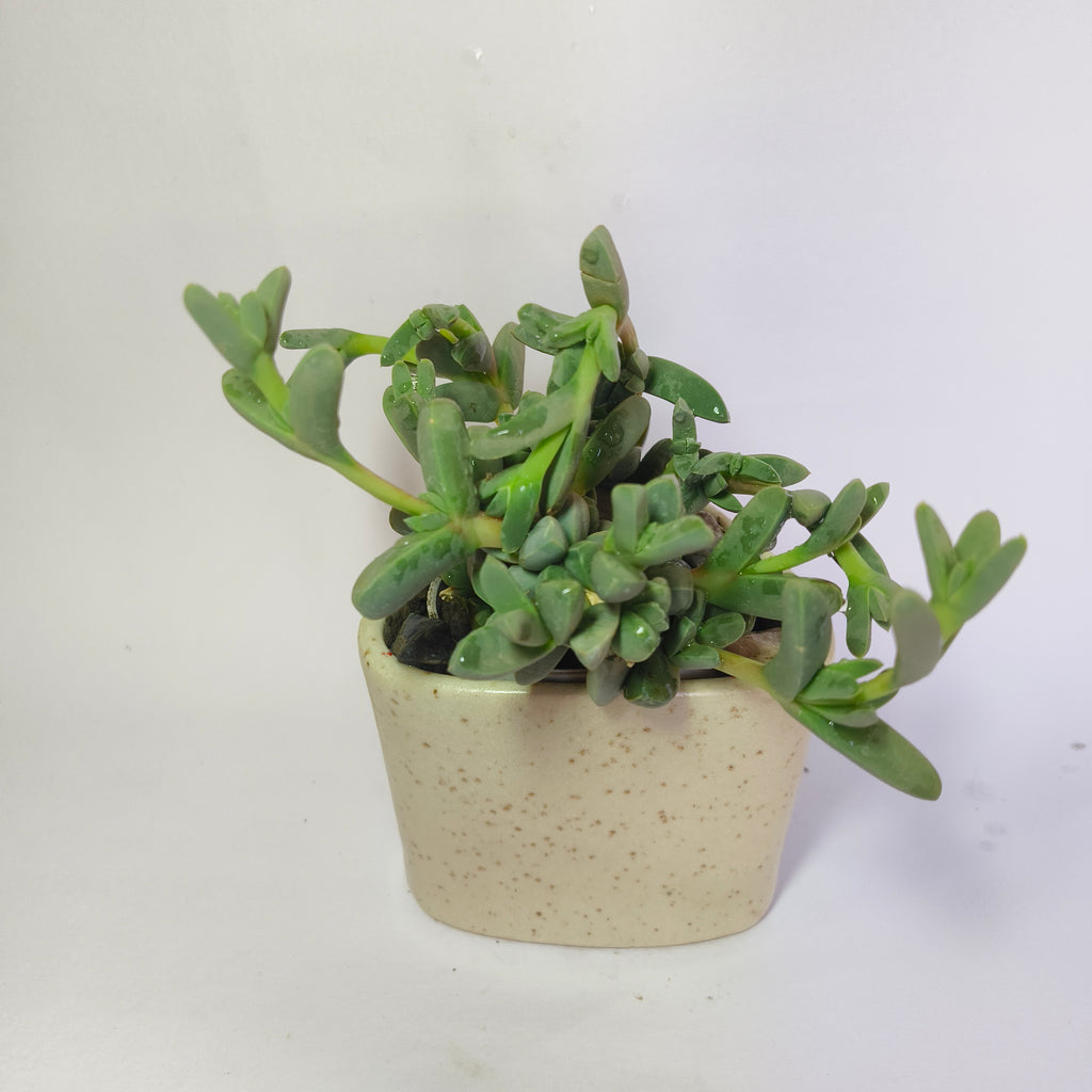 corpuscularia Lehmannii